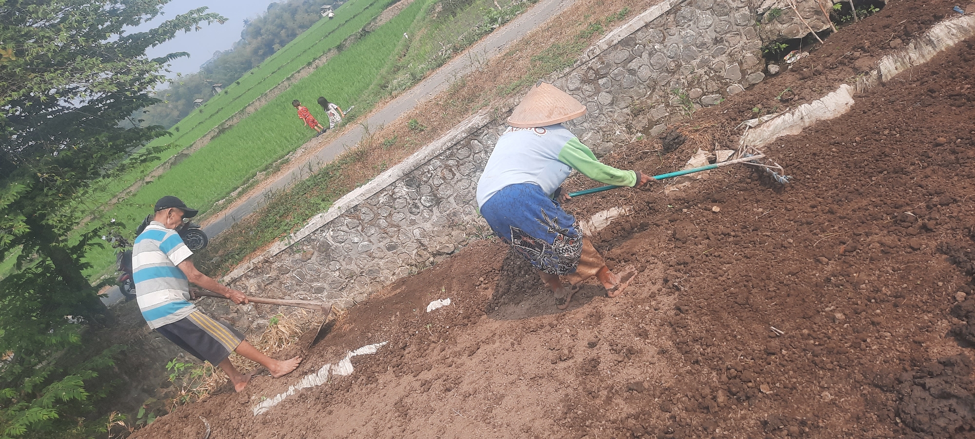 In Ploso, Indonesia, two individuals are engaged in agricultural work. The foreground features a person wearing a conical hat and a blue and white outfit, bent over and using a tool to work the soil. Behind them, another person, clad in a striped shirt and shorts, is also working the soil with a hoe. The backdrop reveals a lush green rice paddy field, a stone-lined ditch, and trees. The scene captures a moment of rural labor amidst the natural landscape.