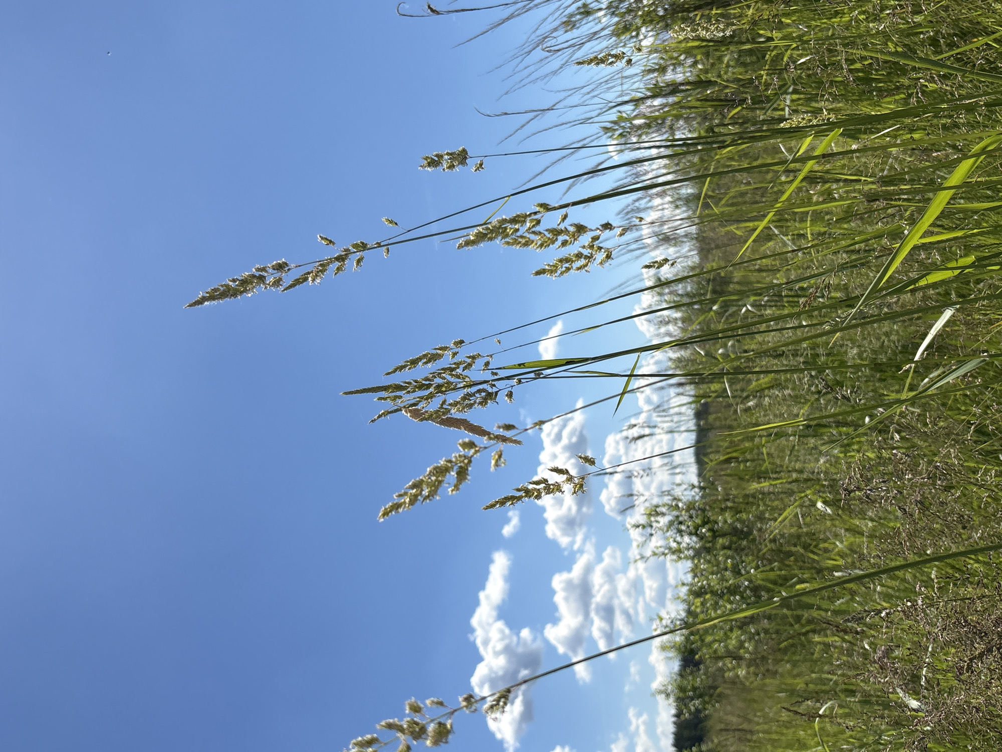In Manushkino, Russia, tall green grass stalks with seed heads sway gently against a vibrant blue sky dotted with fluffy white clouds. The foreground is dominated by the wispy seed heads of various grasses, some catching the sunlight and appearing golden, while others remain a pale green. Beyond the immediate grasses, a dense field of green vegetation stretches towards a line of trees in the distance, creating a natural landscape under the bright, clear sky. The scene evokes a sense of a warm, sunny day in a rural setting.