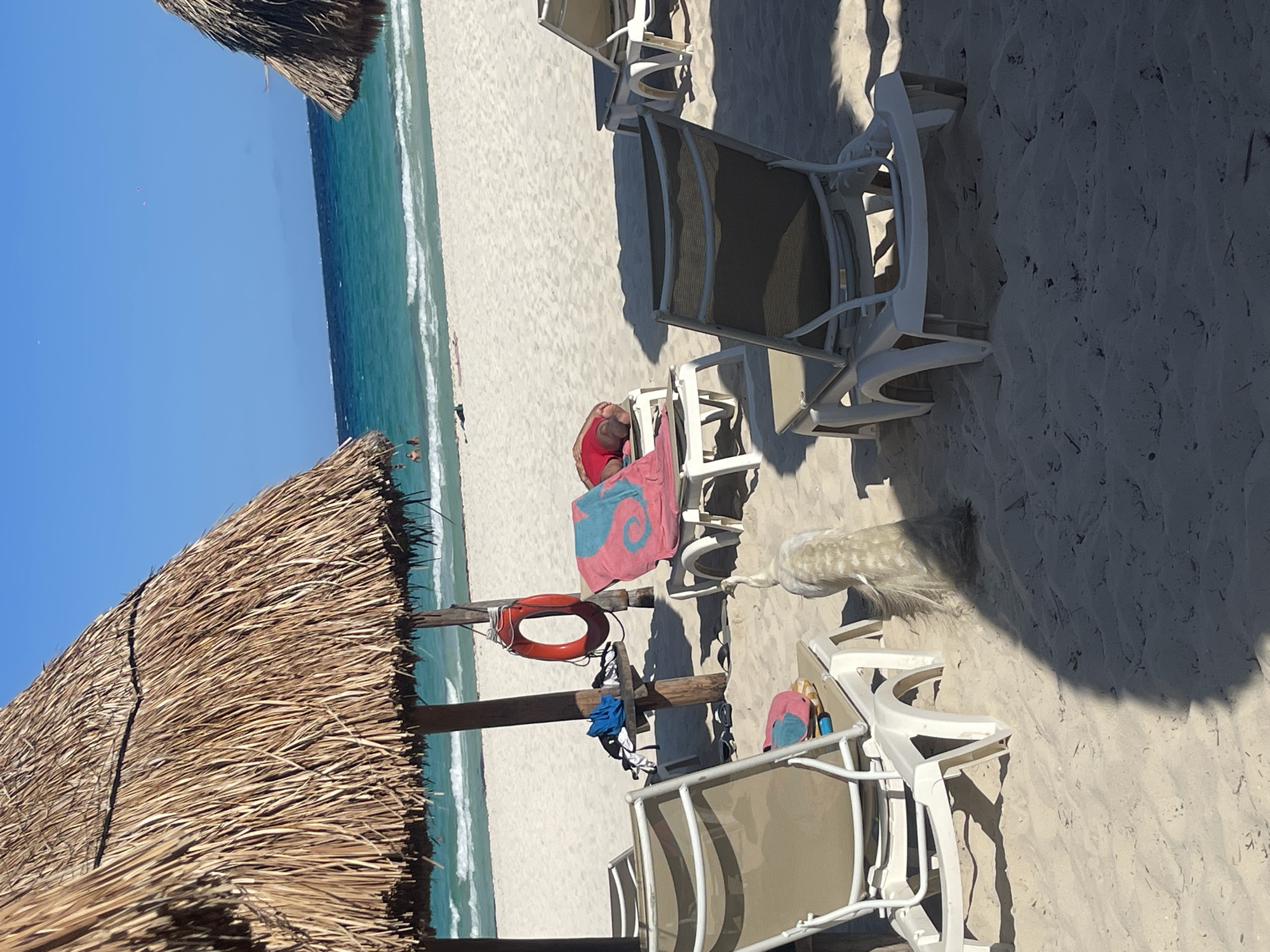 The image depicts a beach scene in Playa del Carmen, Mexico. The scene includes the beach, ocean, sky, beach umbrellas, beach chairs, person, seagull, towels, and other personal items. There is a beach umbrella on the left side. Beach chairs are present in the foreground. A person is reclined on the beach chair. A seagull is present next to the beach chair. Towels and personal items are placed on the chairs. The ocean is a turquoise color.