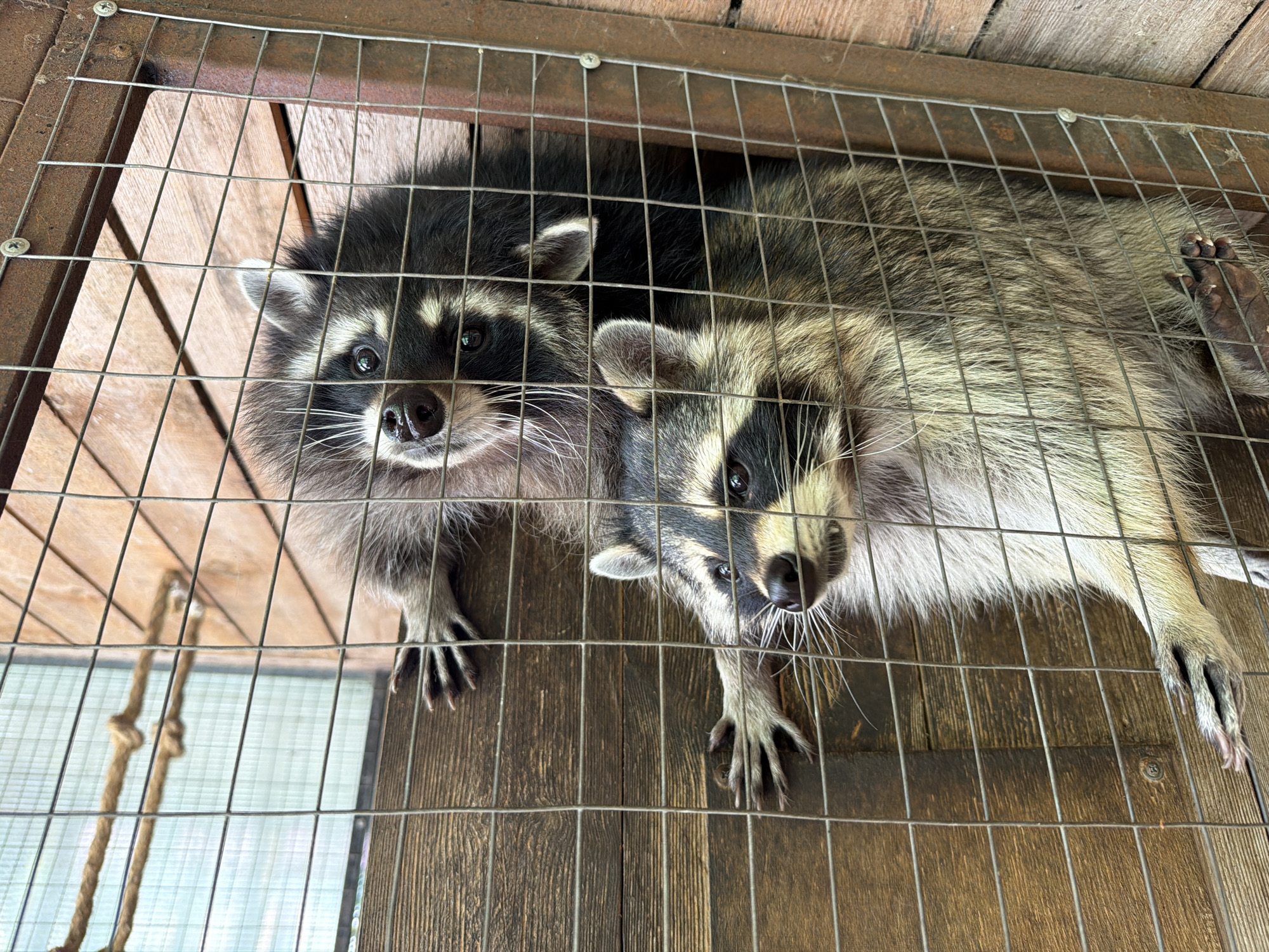 Two raccoons are viewed from above inside a metal wire cage. The cage is placed on a wooden floor. The raccoons are lying down and looking towards the camera. The raccoon on the left is darker in color than the one on the right. The cage is constructed of welded wire mesh and has a metal frame. The scene does not show any people or specific city locations.