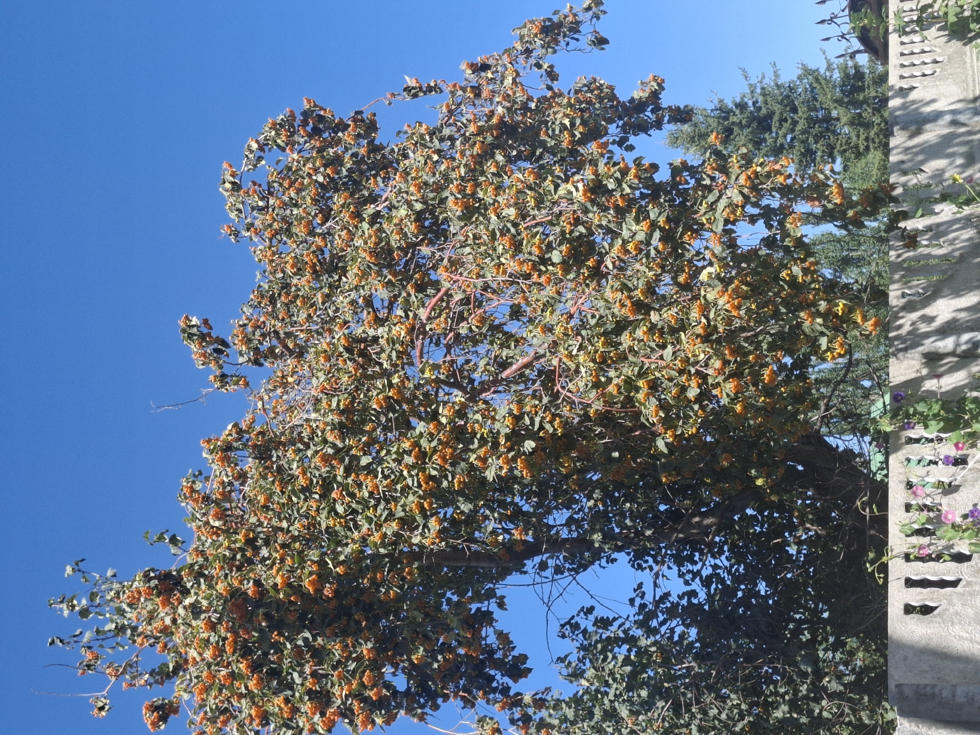 In Jeti-Ögüz, Kyrgyzstan, a mature tree laden with small, orange berries stands prominently against a clear blue sky. The tree's branches are dense with green foliage, and the abundant fruit creates a vibrant display. In the foreground, a concrete wall with decorative cutouts runs horizontally across the frame. Climbing plants with pink and purple flowers are visible along the wall. To the left of the main tree, another tree with darker green leaves is partially visible, and to the right, a coniferous tree adds to the background greenery. The scene suggests a garden or yard setting.