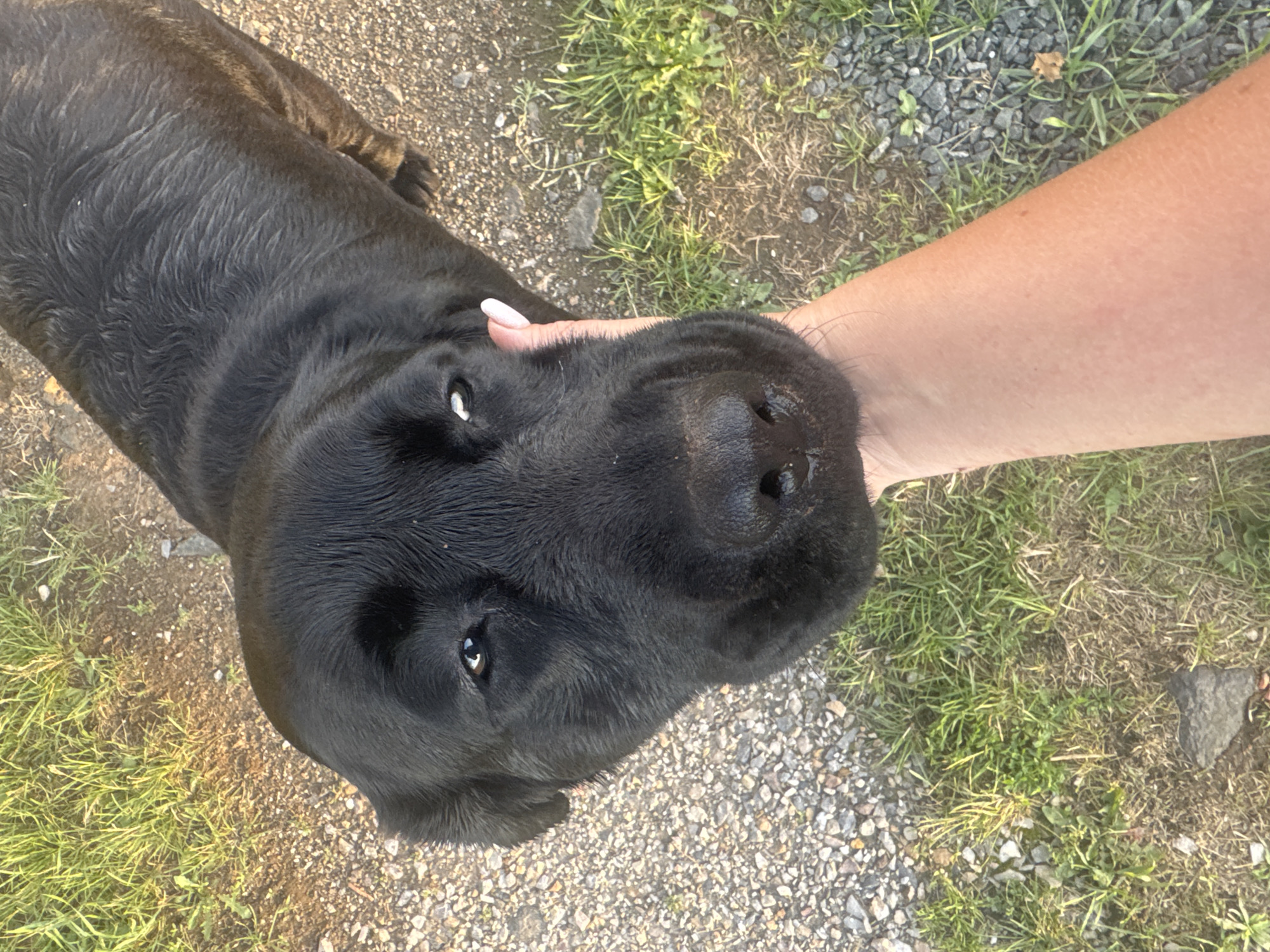 A black dog is being petted by a person's hand. The dog's head is close to the camera and its eyes are looking upwards. The person's hand is on the dog's face, with nails painted white. The background consists of gravel and grass. The location is not specified.