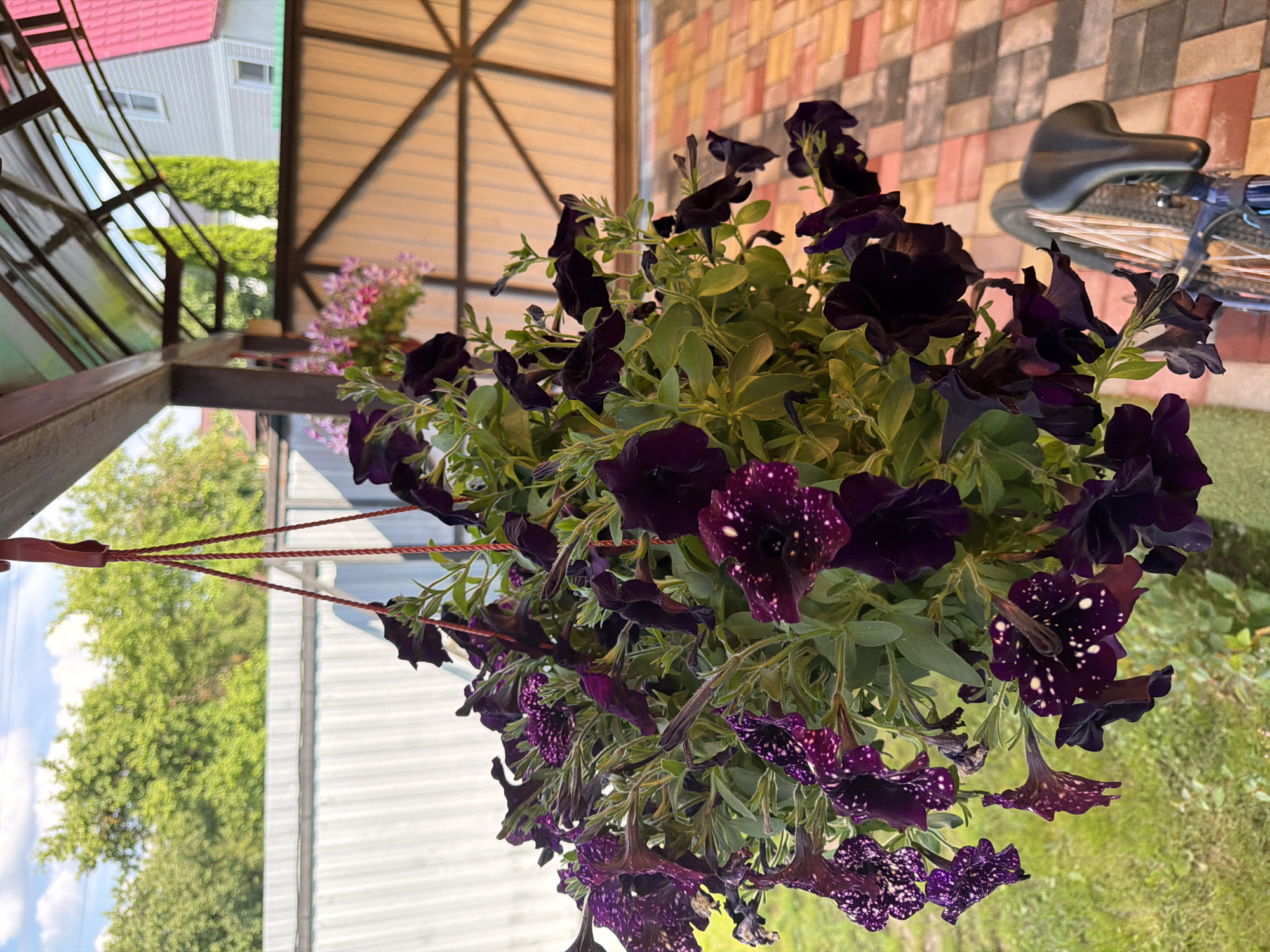 A dark purple petunia plant in a hanging basket is centered in the frame. The petunias have white speckles on some of their petals. The hanging basket is suspended from a red rope, which is attached to a wooden beam supporting a translucent green roof. The background shows a light-colored metal fence, lush green trees, and a residential building with a pink roof. To the right, a patio paved with colorful brick tiles is visible, along with a portion of a bicycle with a black seat. The scene appears to be an outdoor patio area in Solnechnogorsk, Russia.