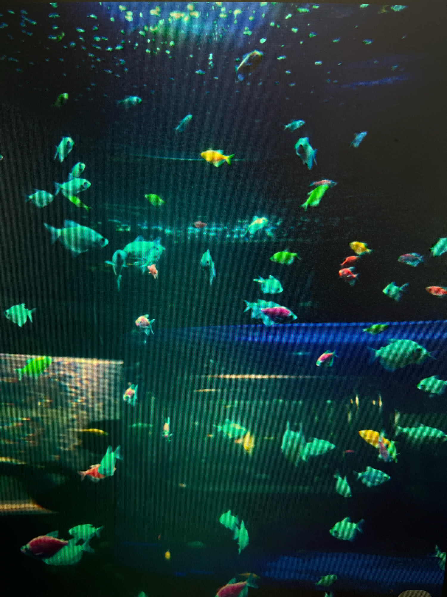 The image depicts an aquarium teeming with numerous small, brightly colored fish. The fish exhibit vibrant hues of neon green, yellow, pink, and orange, creating a visually striking contrast against the dark, aquamarine water. Many of the fish are schooling or swimming in close proximity, their sleek bodies shimmering under the artificial light. The aquarium appears to be a large, well-maintained environment, possibly a public display or a private collection. The background is dark and out of focus, with subtle hints of green and blue light, suggesting the presence of aquatic plants or decorative elements within the tank. The overall impression is one of a lively and dynamic underwater ecosystem. This scene is not located in Sejahtera, Indonesia, as there is no evidence to suggest this.