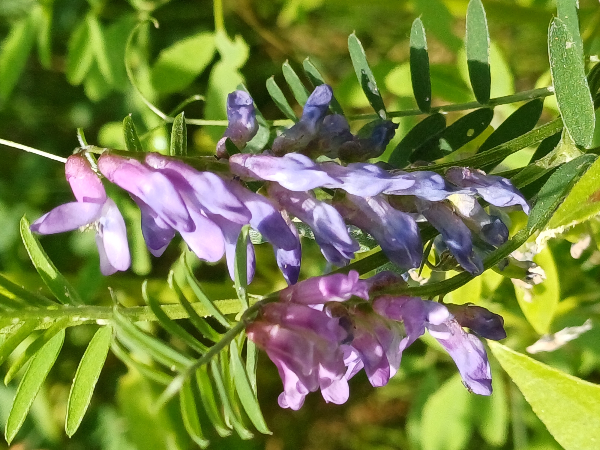 A close-up photograph showcases a cluster of purple and pink flowers on a green stem, surrounded by lush green foliage. The flowers are delicate and pea-like in shape, with some appearing more mature and darker purple, while others are lighter pink and seemingly younger. The leaves are elongated and pointed, with a natural texture. The lighting suggests it is daytime, with sunlight filtering through the leaves, creating dappled shadows and highlighting the vibrant colors of the blossoms. The background is softly blurred, focusing attention on the intricate details of the flowers and leaves. There are no people or man-made objects visible in the image. The overall impression is one of natural beauty and a close-up view of flora in its environment. The location context of Riga, Latvia, suggests this scene could be found in a park, garden, or natural landscape within the region. No text is visible in the image.