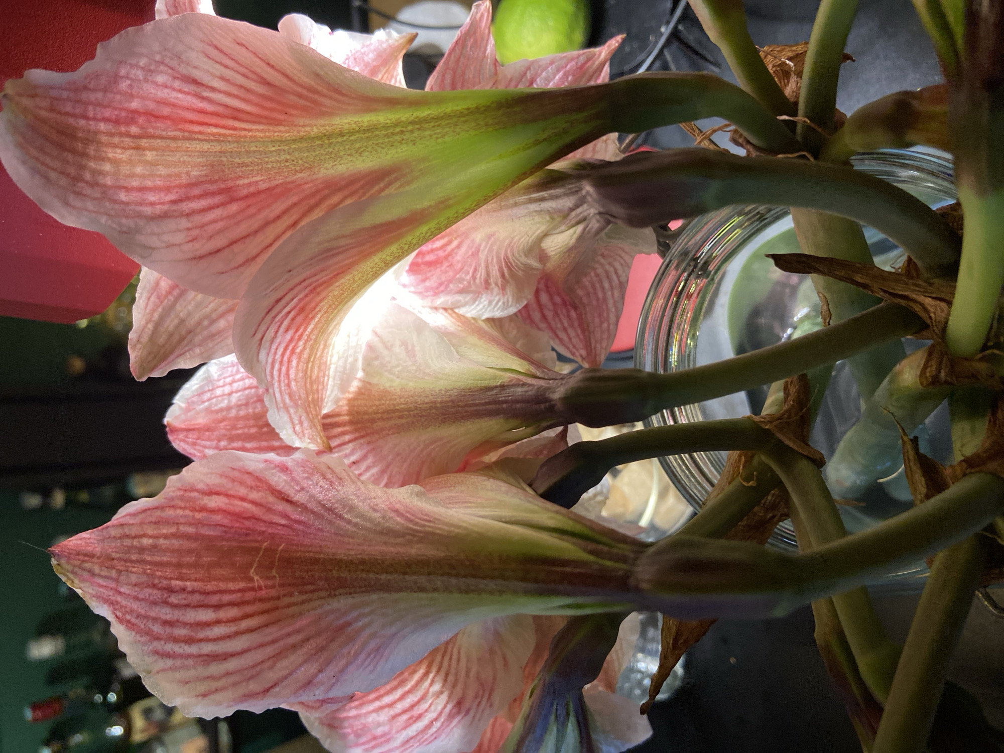 The image shows a close-up, low-angle view of a bunch of pink and white striped amaryllis flowers arranged in a glass vase. The focus is on the underside of the blooms and the stems leading to the vase. The petals display a delicate pink and white stripe pattern. The stems appear to be green with some brownish discoloration and connect to the base of the flowers. The vase is partially visible, showing glass and some liquid inside. In the blurred background, a green object (possibly a lime or apple) is visible, along with other indistinct shapes. The location is Unknown, Unknown.