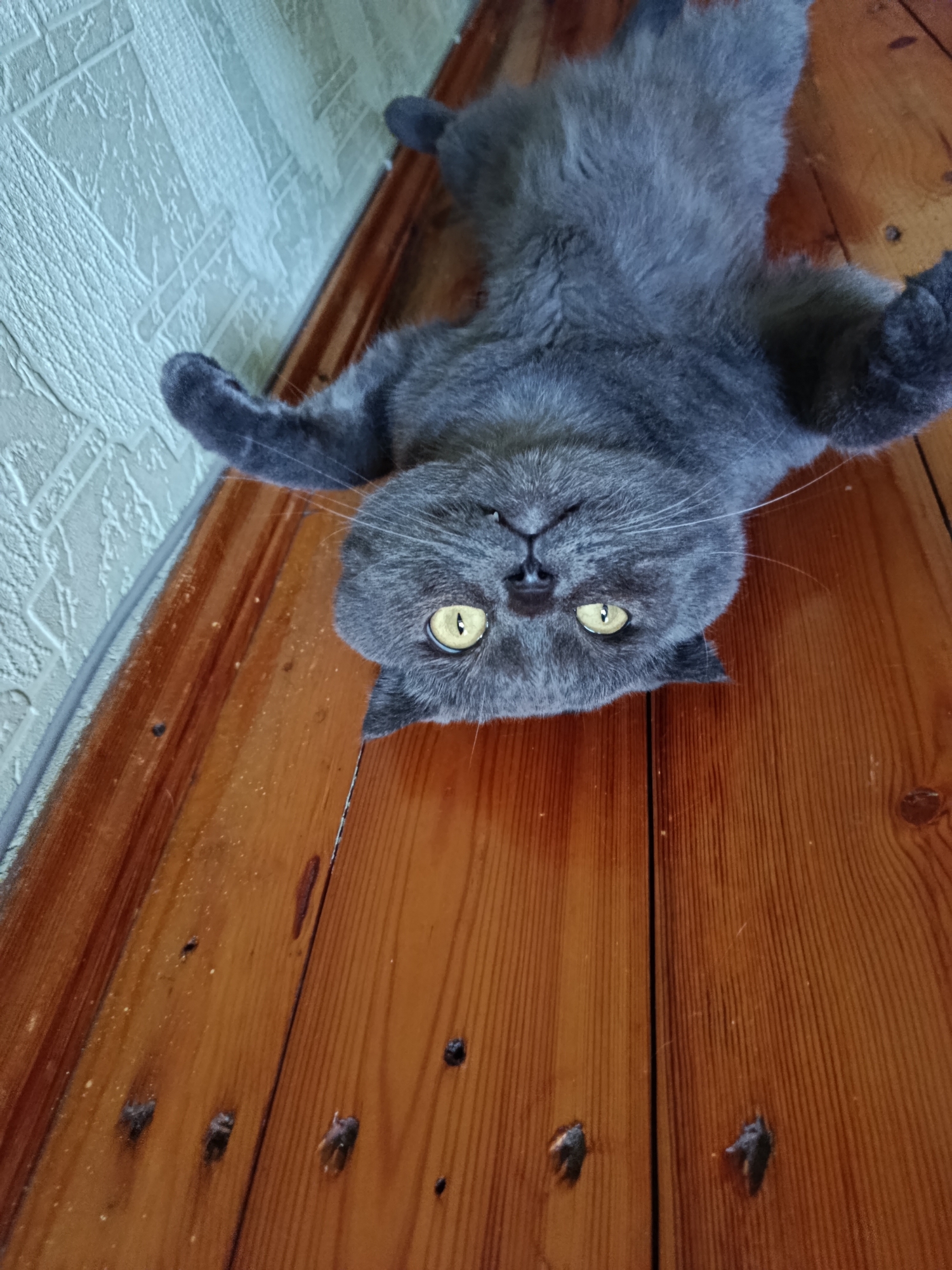 The image shows a grey cat lying on its back on a wooden floor, with its paws in the air. The cat's eyes are wide open and yellow. The floor appears to be made of aged wood planks with visible grain and some nails. The background includes a wall with a textured wallpaper pattern. There are no people or any other discernible objects or activities that would indicate a specific location in Baku, Azerbaijan.