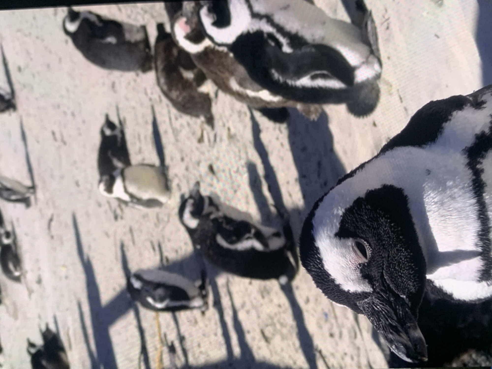 The image shows a group of penguins on a sandy surface. The penguins are mostly black and white, with some variations in their coloring. Several penguins are standing, while others are lying down or waddling. The environment appears to be a beach or a similar coastal area, with shadows cast on the sand, suggesting it is daytime and sunny. The foreground is dominated by a close-up of a penguin's head and upper body, showing its black and white plumage and its eye. There are no people visible in the image, and no elements suggest a location in the city of Stavropol, Russia.