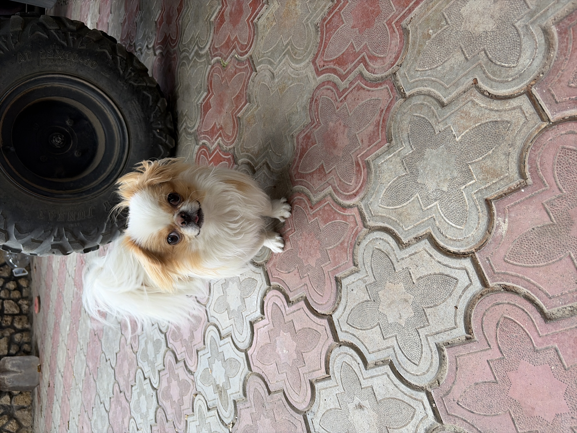 A small, fluffy white and tan dog with a long tail is standing on a patterned stone patio. The dog is looking directly at the camera with its tongue slightly out. To the right of the dog is a large, dark tire, possibly from an ATV or other vehicle. In the background, a stone wall is visible. The patio stones are red and grey, arranged in a decorative pattern. The scene appears to be outdoors, likely in a yard or driveway. The location is Oxentea, Moldova.