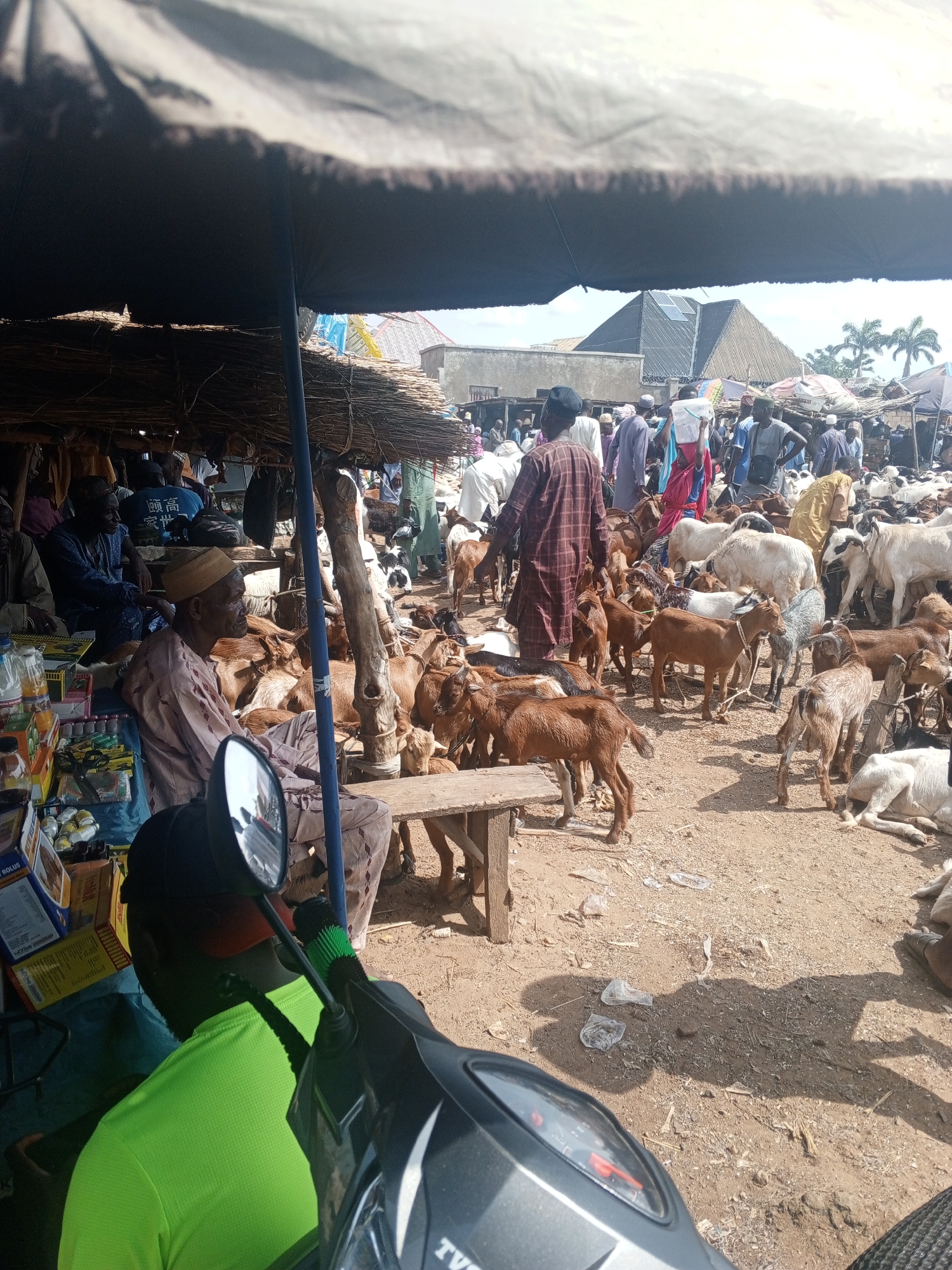 The image shows a goat market in an unknown city. There are many goats of various colors and sizes, some standing and some lying down. Several people are present, some wearing traditional clothing. One man is seated on a wooden bench near a stall displaying goods. A motorcycle is partially visible in the foreground. The ground appears sandy and there is an umbrella providing shade. In the background, there are buildings with a variety of roofs.