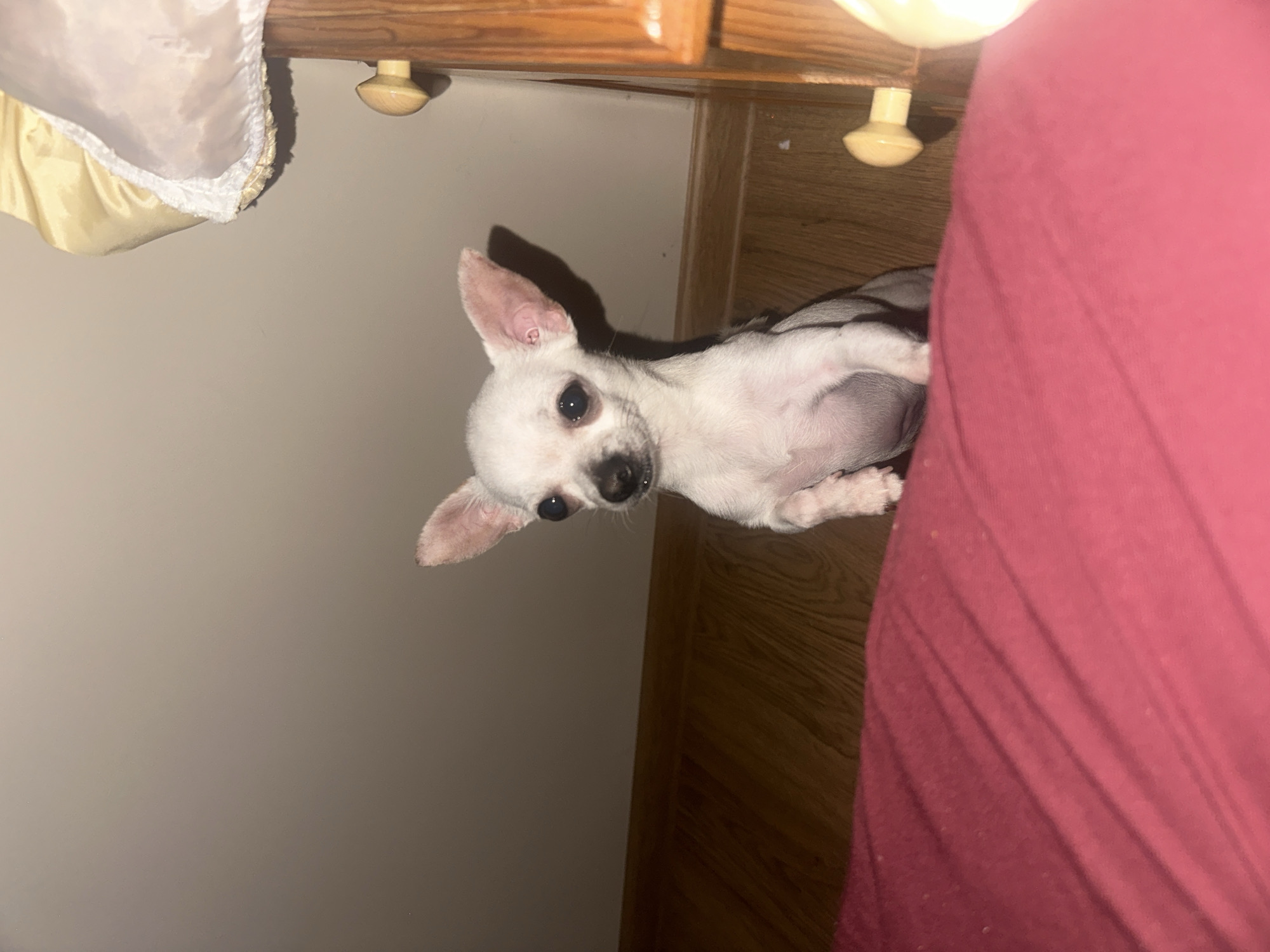 The image displays a small, white chihuahua puppy in an indoor setting. The puppy, facing forward, is positioned on its hind legs or leaning with its front paws elevated against an unseen surface, looking directly at the camera. It has dark eyes, a dark nose, and large, erect ears. The lower left foreground is occupied by a textured, crimson red fabric, possibly a blanket or upholstery, showing minor surface irregularities. In the background, a light-colored wall with a wooden baseboard meets a light-toned wooden floor. To the right, a section of a wooden furniture item, likely a dresser or cabinet, is visible, featuring a single, round, light-colored wooden knob. Above this, a soft, yellow-gold colored fabric item with a white fluffy trim is draped over the furniture. The lighting suggests an internal artificial source. The location in the city of Chubra, Bulgaria, cannot be determined from the visual evidence provided.