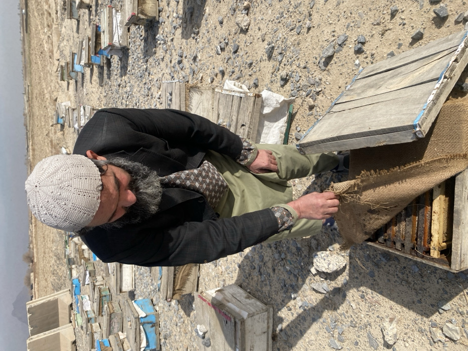 An adult male is observed in an apiary in Nakhonay, Afghanistan. He is seen from a high angle, leaning over a wooden beehive in the foreground. The man wears a light gray knitted skullcap, a dark jacket, a patterned brown and white shirt with rolled-up sleeves revealing patterned cuffs, and light olive-green pants or an apron. He has a full, dark gray beard. With both hands, he is lifting a piece of burlap fabric from inside the open beehive, exposing multiple wooden frames containing honeycomb. The surrounding environment is dry, rocky, and sandy terrain, with numerous other wooden beehives, some with blue accents, spread across the landscape into the distant background. A faint mountain range is visible on the horizon under a hazy sky.