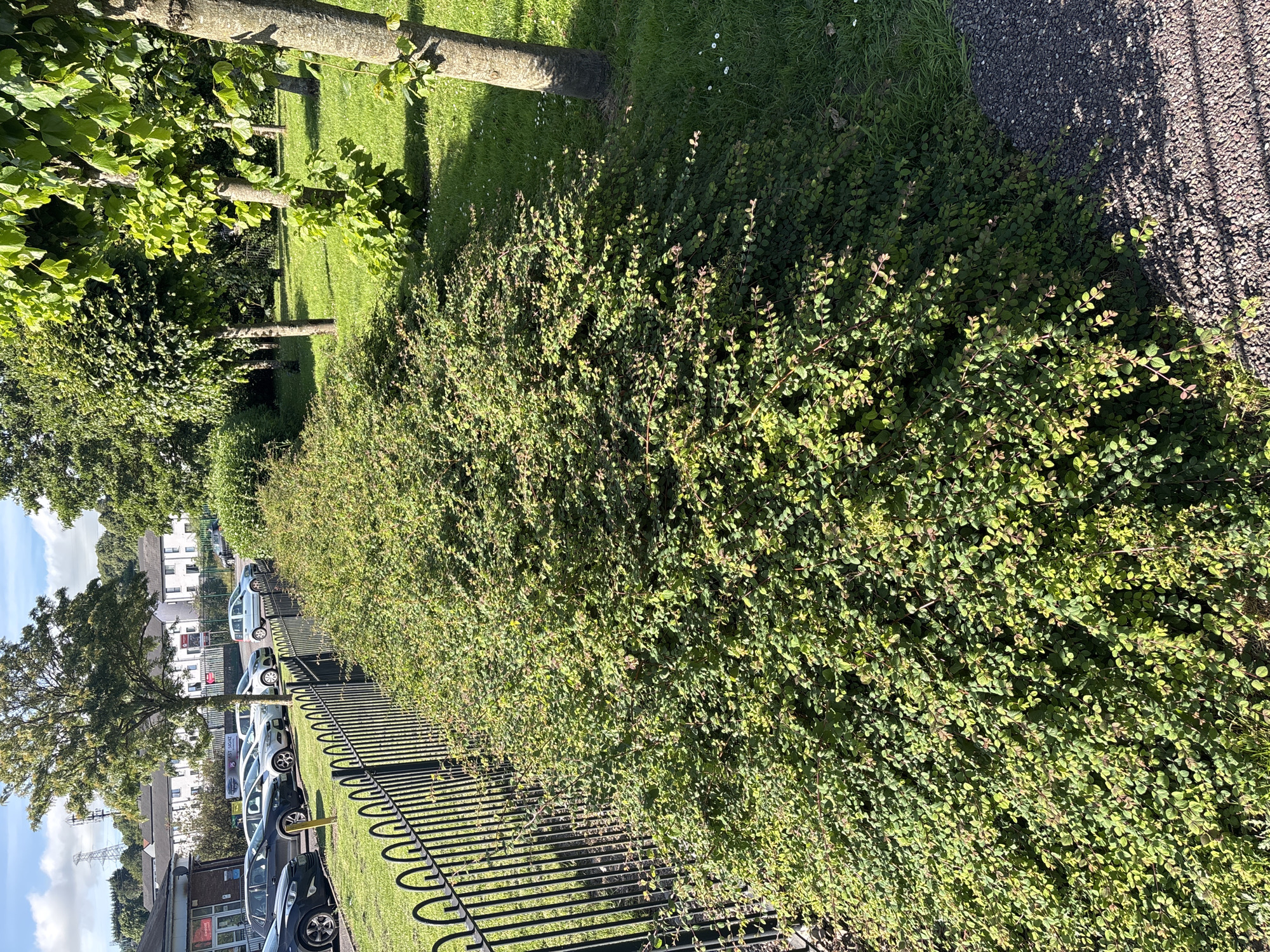 The image depicts a low-lying, dense hedge running alongside a black metal fence. Beyond the fence, a row of parked cars is visible, with some buildings and trees in the background. The scene appears to be a public space, possibly a park or communal area, adjacent to a residential or commercial zone. The environment suggests an urban or suburban setting, with a well-maintained landscape featuring neatly trimmed grass and trees. The lighting indicates it is daytime, with sunlight casting shadows. The overall impression is one of order and a tranquil outdoor environment. The specific location in the city of Cork, Ireland, is not determinable from the image alone.