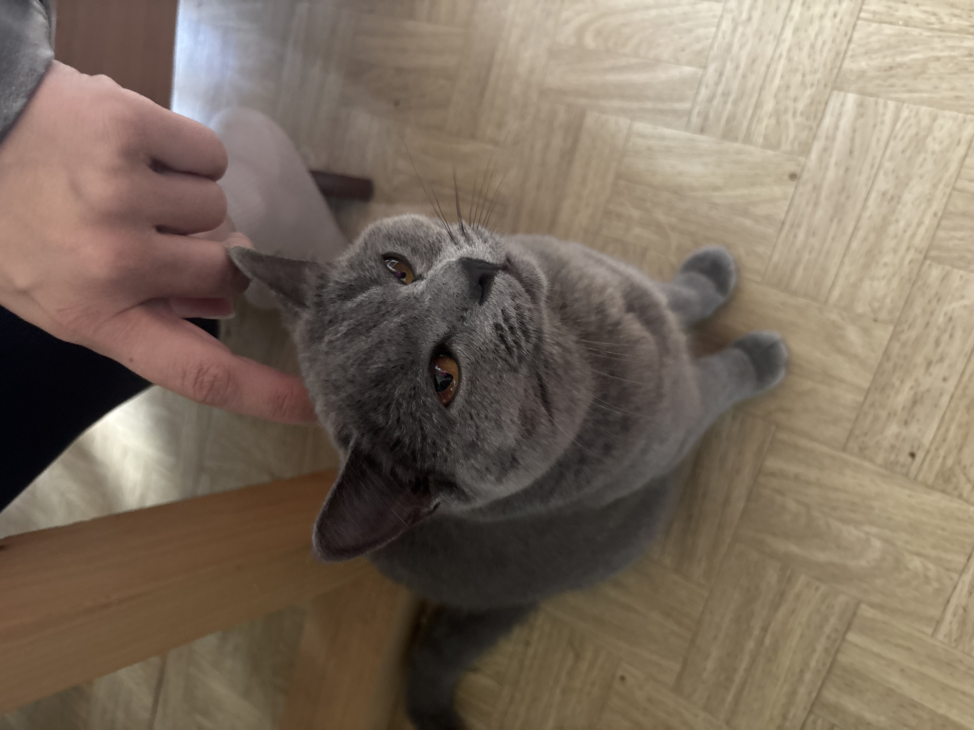 A high-angle, medium shot shows a gray cat with amber eyes looking up. A human hand is reaching towards the cat's head. The cat is positioned on a light-colored, parquet floor with a herringbone pattern. Part of a chair or table leg is visible on the left side of the frame. The location is not discernible from the image.