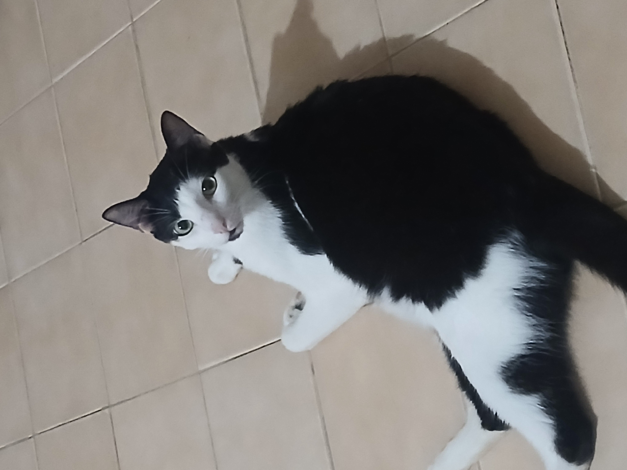 A black and white cat lies on a light-colored tiled floor. The cat's head is turned toward the viewer, with its green eyes visible. The location is indicated as Ciudad Guayana, Venezuela, but there are no elements in the image to directly confirm this location. The cat appears to be resting or observing its surroundings.