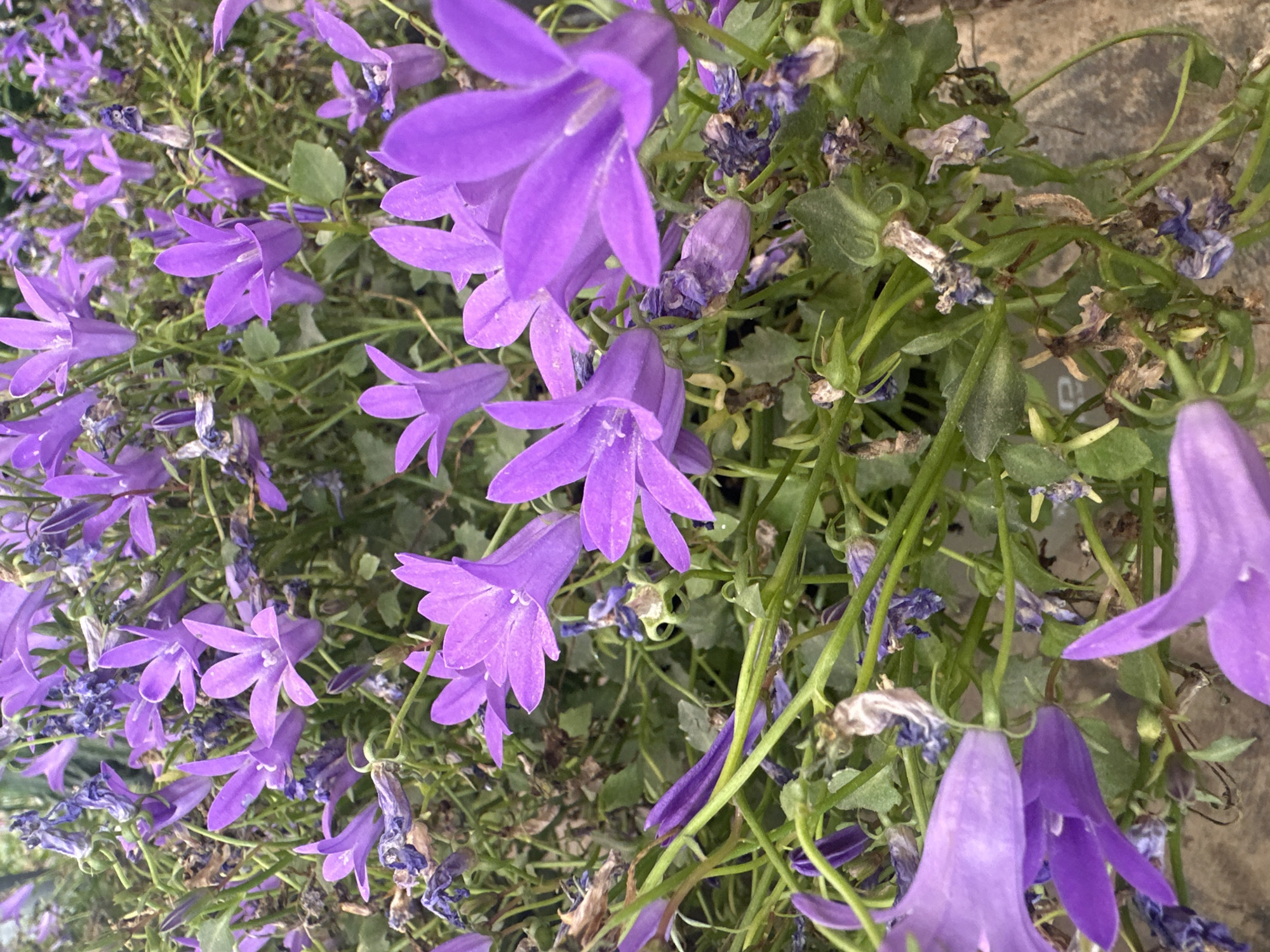 A close-up shot of purple bellflowers. Some are in bloom, some are wilted. They are growing in Petah Tikva, Israel. The image shows green leaves and stems interspersed with the flowers. Part of a concrete structure is visible at the top right.