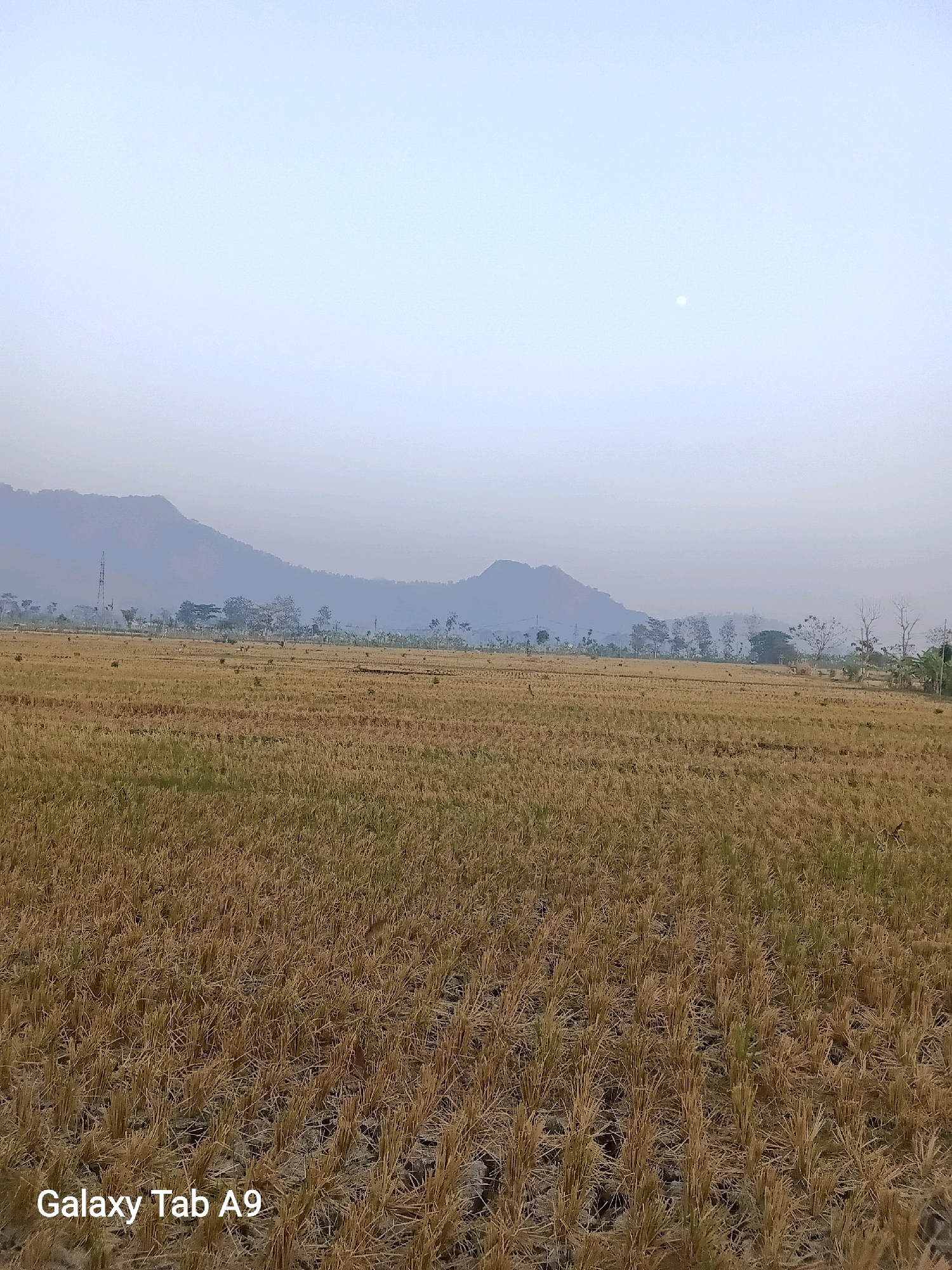 An image depicts a rural landscape with a harvested rice field in the foreground. The field is covered with dry, golden stubble, indicative of a recent harvest. In the middle ground, a line of trees and some structures, including a tall tower, are visible. The background is dominated by rolling hills or mountains, shrouded in a light haze. The sky is a pale blue, with a small, pale orb, possibly the moon, visible in the upper right quadrant. The lower left corner of the image contains a watermark that reads "Galaxy Tab A9". The scene appears to be located in Bendorejo, Indonesia.