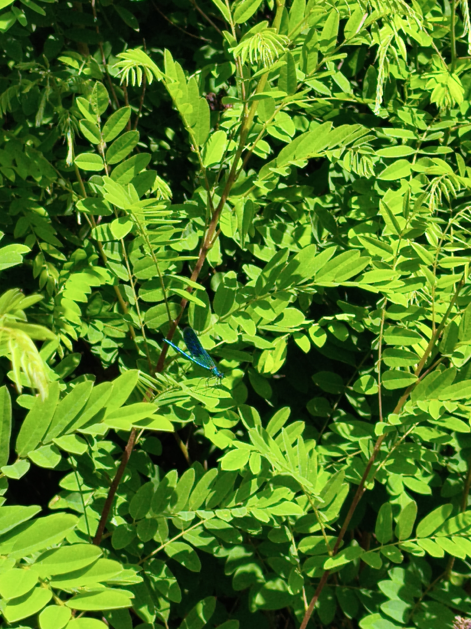 A close-up, high-angle, eye-level shot captures a vibrant green foliage of a plant with a single, bright blue damselfly resting on a leaf. The damselfly, oriented slightly to the right, exhibits a long, slender abdomen and translucent wings. The surrounding leaves are lush and illuminated by sunlight, creating a play of light and shadow. The background consists of more dense foliage, suggesting an outdoor natural setting. This image was taken in Krushare, Bulgaria.