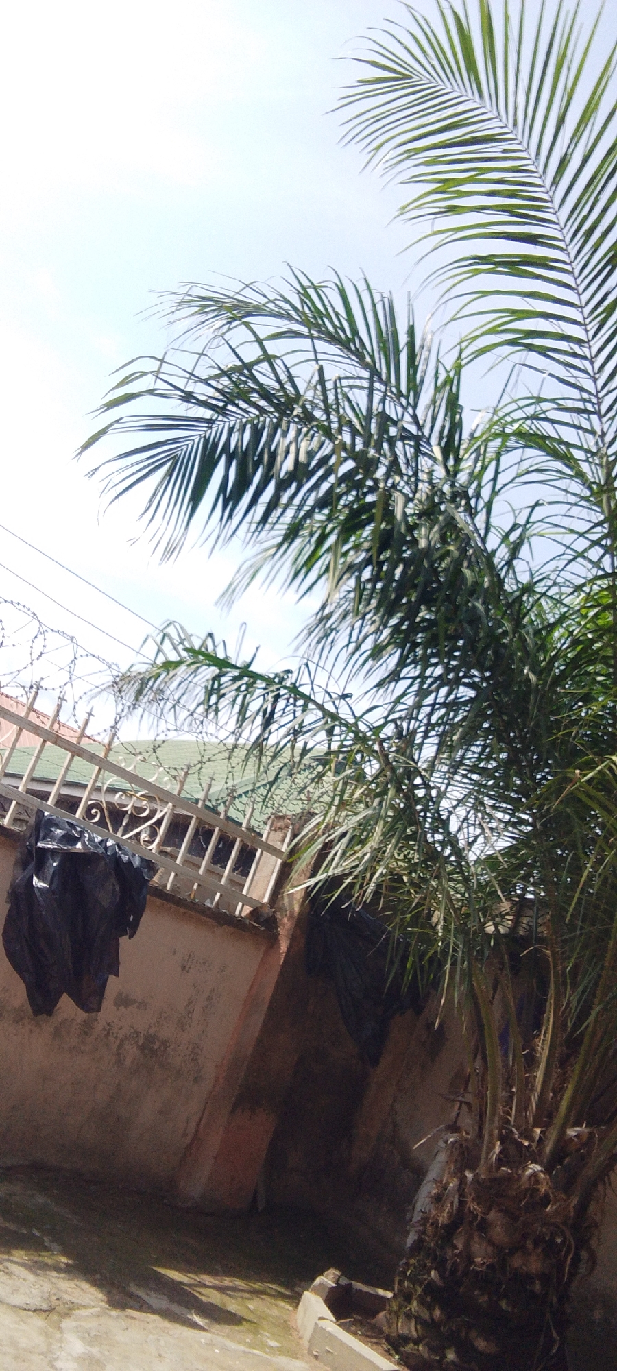 An eye-level, medium shot captures a palm tree with its fronds extending into a bright, hazy sky. To the left of the tree, a light-colored wall with a light green tiled roof is visible, topped by a metal fence with barbed wire. Two black plastic bags are draped over the fence. The ground in front of the wall is paved and shows patches of green growth.