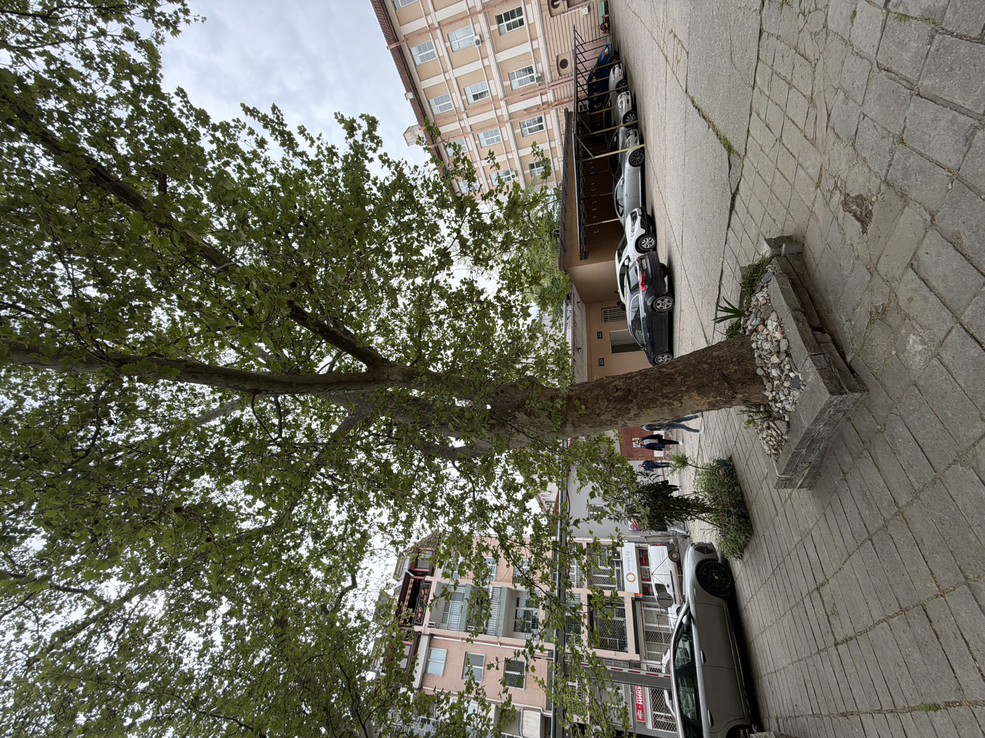 An outdoor scene depicts an urban or suburban environment dominated by a large tree, buildings, and parked vehicles under an overcast sky. The image is presented from a low angle, looking up through the tree canopy.
In the foreground, a substantial tree trunk with mottled, light-colored bark (likely a plane tree) rises on the left side of the frame. Its dense canopy of green leaves spreads across the upper left and central portions of the image, partially obscuring the sky and background elements.
The midground features a paved area, likely a sidewalk or pedestrian path, composed of square and rectangular stone or concrete tiles, with some grass growing through cracks. Adjacent to the tree trunk on the right, there's a stone planter box filled with small rocks and some green foliage. Several cars are parked in a line along the right side of the paved area, including a dark-colored hatchback, a silver sedan, a white car, and another light-colored vehicle. A few indistinct figures, appearing to be people walking or standing, are visible further back between the cars and buildings.
In the background, two multi-story buildings stand. The building on the far right has a light beige facade with numerous evenly spaced windows. To its left, another building with a pinkish-brown hue features balconies and more varied window designs. A white van or truck with "energet.bg" and the "Orange" logo visible on its side is parked near these buildings. Below the van, a red sign shows the text "НИКИ".
The time of day is daytime, but the sky is entirely cloudy, suggesting overcast weather.