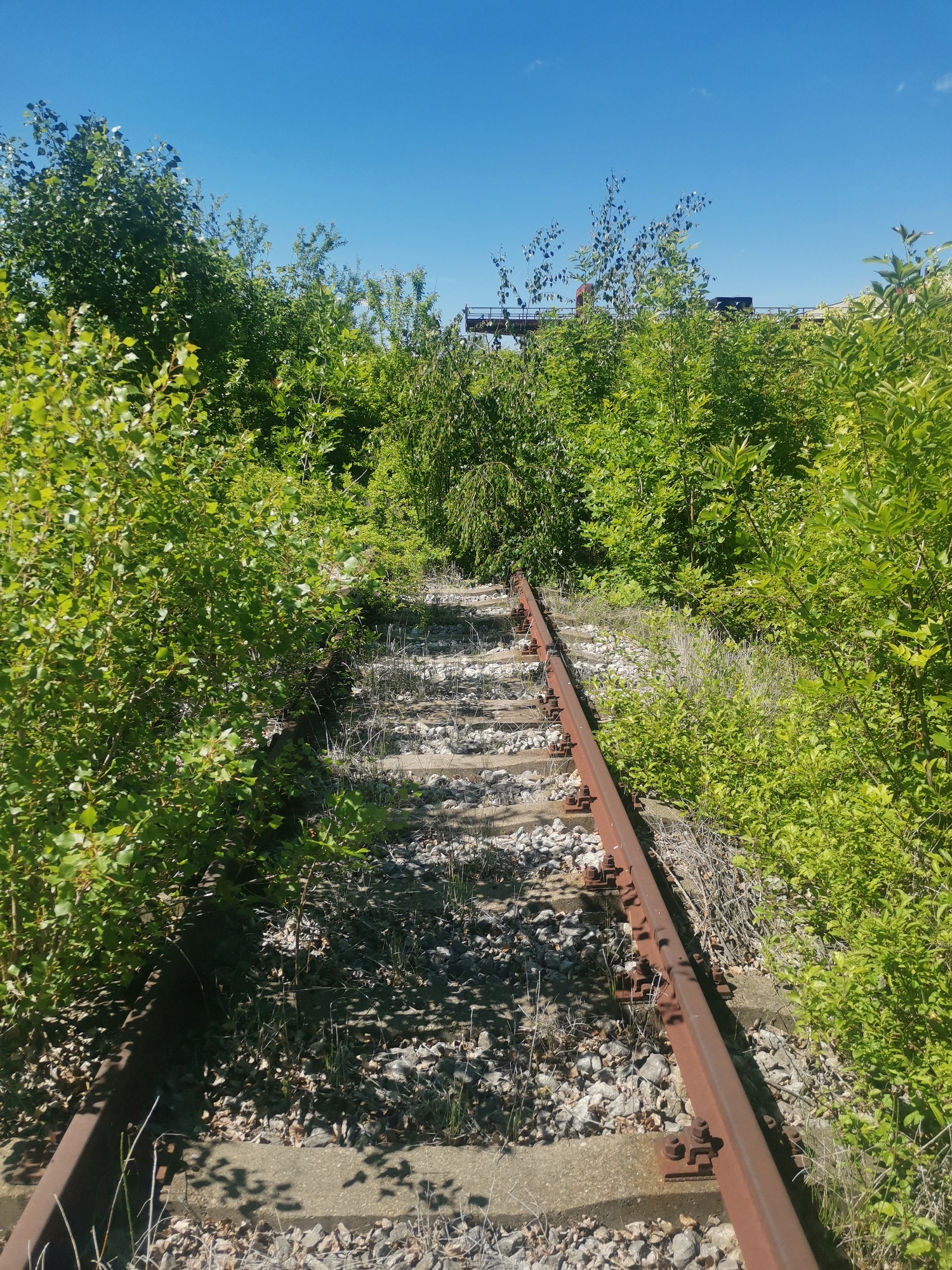 A straight-on, eye-level shot reveals an abandoned railroad track overgrown with greenery, set against a clear blue sky. The tracks are rusty and lined with concrete sleepers and gravel. Vegetation, comprised of lush green bushes and trees, flanks both sides of the track, partially obscuring the view ahead. In the distance, a metal structure is visible, possibly a bridge or industrial installation. The location is Zhivkovo, Bulgaria. There are no people depicted in the frame.