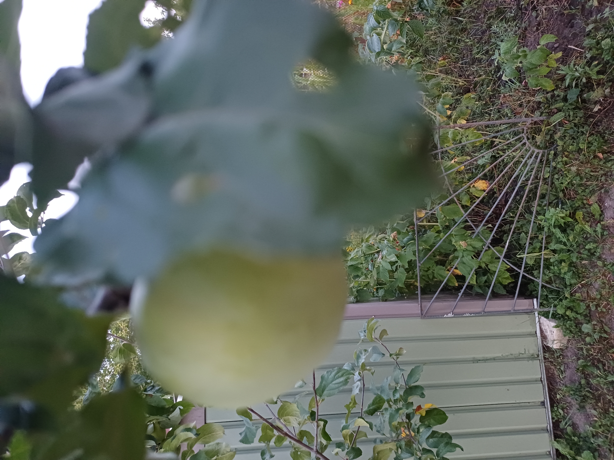 The image depicts an outdoor scene, likely in the village of Sulymivka, Ukraine. A blurry, out-of-focus light green fruit, possibly an apple, hangs from a branch in the foreground, partially obscuring a pale green, corrugated metal fence. To the right of the fence, a section of a metal garden gate with a fan-like structure is visible, set amongst overgrown green foliage and some dried grass. In the background, more greenery and some sparse yellow flowers can be seen. The overall impression is one of a garden or yard, with elements suggesting a somewhat unkempt but lived-in space.