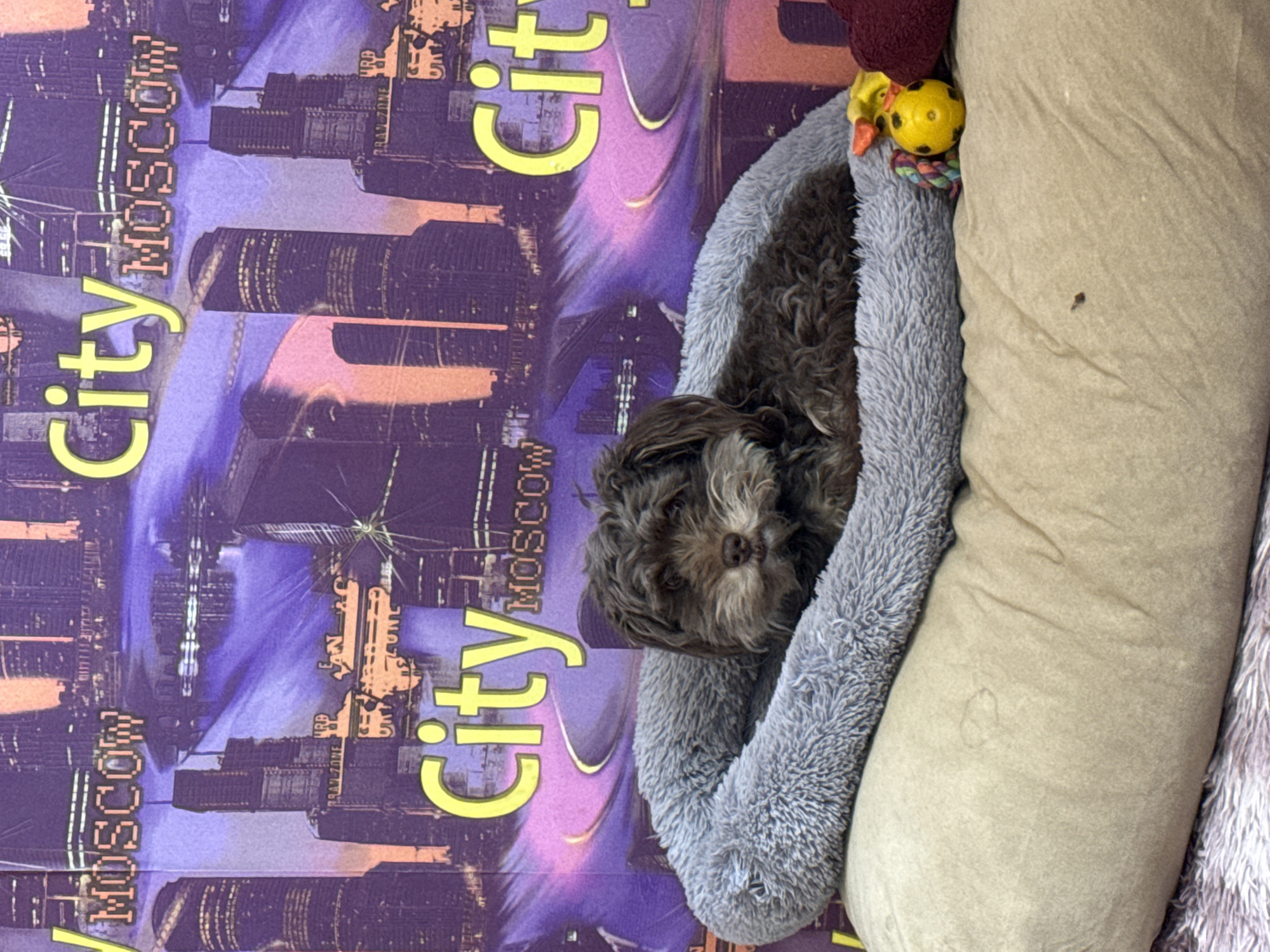The image, oriented on its side, captures a small, dark brown, curly-haired dog peacefully resting in a plush, light grey donut-shaped dog bed. The dog's muzzle, featuring lighter fur, is visible as it is curled up and appears to be sleeping or very relaxed. A small yellow ball-shaped toy with black markings and a colorful rope attachment is tucked into the dog bed near the dog's head, alongside a piece of dark red fabric.
The dog bed is positioned against a vibrant background print that depicts a stylized purple and blue city skyline with tall buildings. Repeated prominently across this print, appearing vertically and sideways due to the image's orientation, are the words "City" and "Moscow" in a bright yellow-orange font, clearly indicating a Moscow theme. Smaller, less discernible words such as "URD," "ZONE," and "BRAZIL" can also be glimpsed within the busy pattern.
Adjacent to the dog bed is a large, plain tan or beige fabric object, likely a pillow or part of a larger piece of furniture, which shows a few faint marks. The overall scene conveys a sense of comfort and tranquility for the dog within an indoor setting.