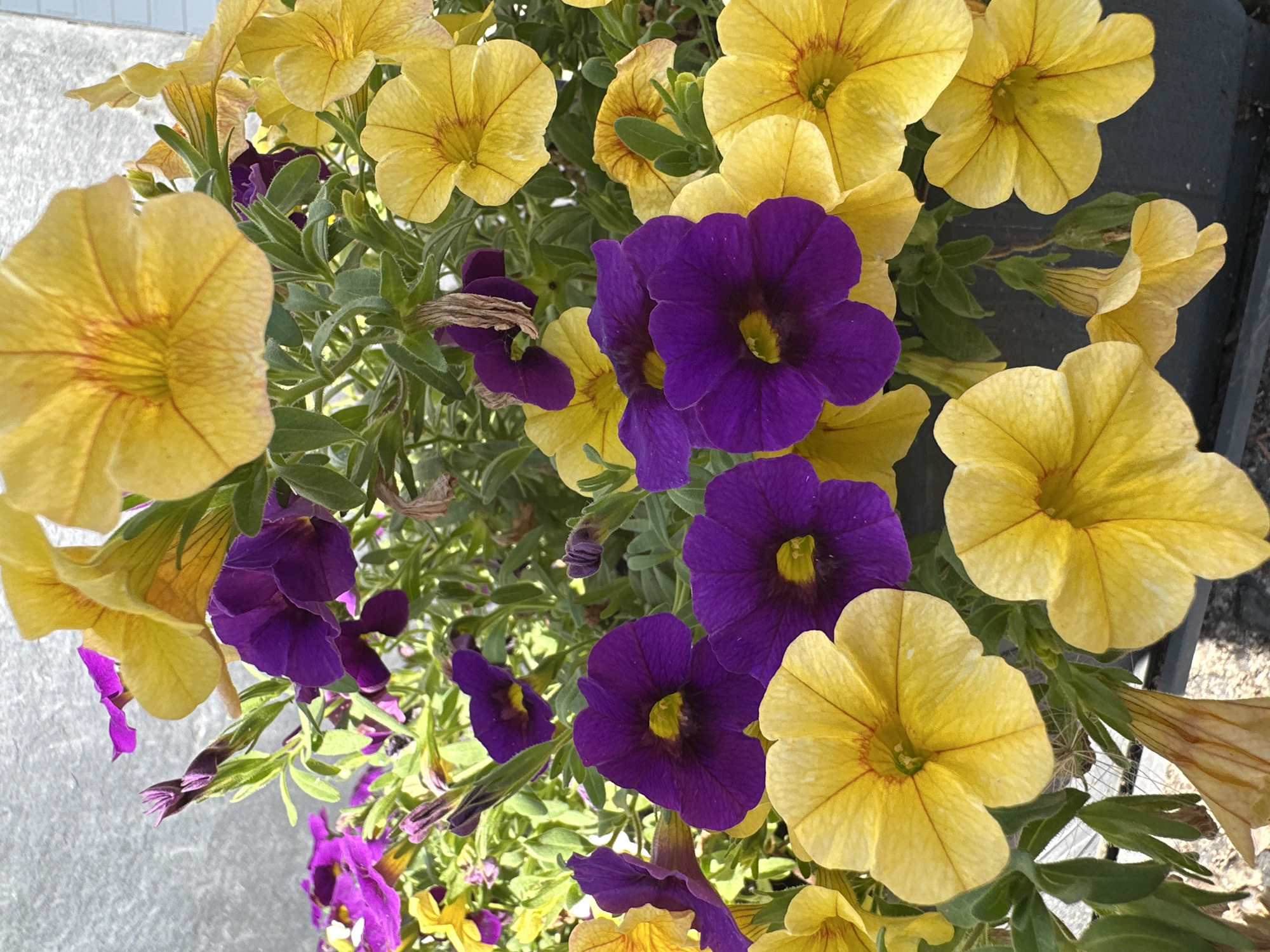 This is a close-up, eye-level, vertical, outdoor photograph of a planter box filled with a dense arrangement of blooming petunias. The flowers are predominantly in two colors: bright yellow and deep purple. The yellow petunias are trumpet-shaped with delicate red-orange veining radiating from the center. The purple petunias are similarly shaped, with a yellow center. Green foliage is visible throughout, peeking out from between the blossoms. The background consists of a textured gray wall, possibly concrete or stucco, and a dark gray planter box at the bottom of the frame. No people or animals are present. The image appears to be taken during daylight hours, with natural lighting casting subtle shadows. The location is Krefeld, Germany.