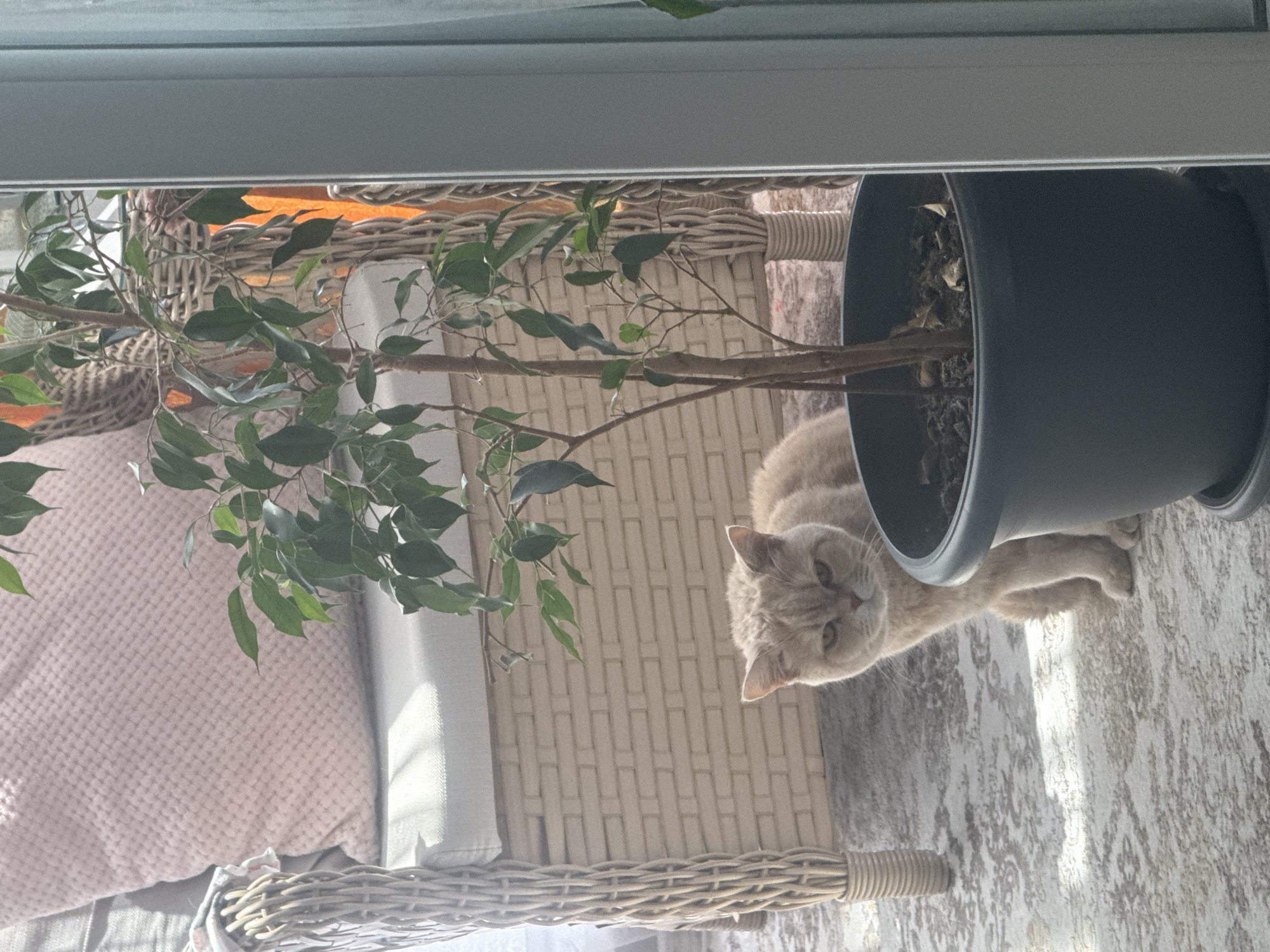 A domestic tan-colored cat is seen lying on a patterned light-colored carpet next to a black flower pot. The pot contains a small, potted tree with green leaves. The cat lies partly under the branches of the tree, and its legs extend onto the carpet. The plant and the cat are situated next to a wicker chair with a light-colored cushion. The scene appears to be taken indoors, close to a window, as evidenced by the frame visible at the top of the image and natural light streaming in.