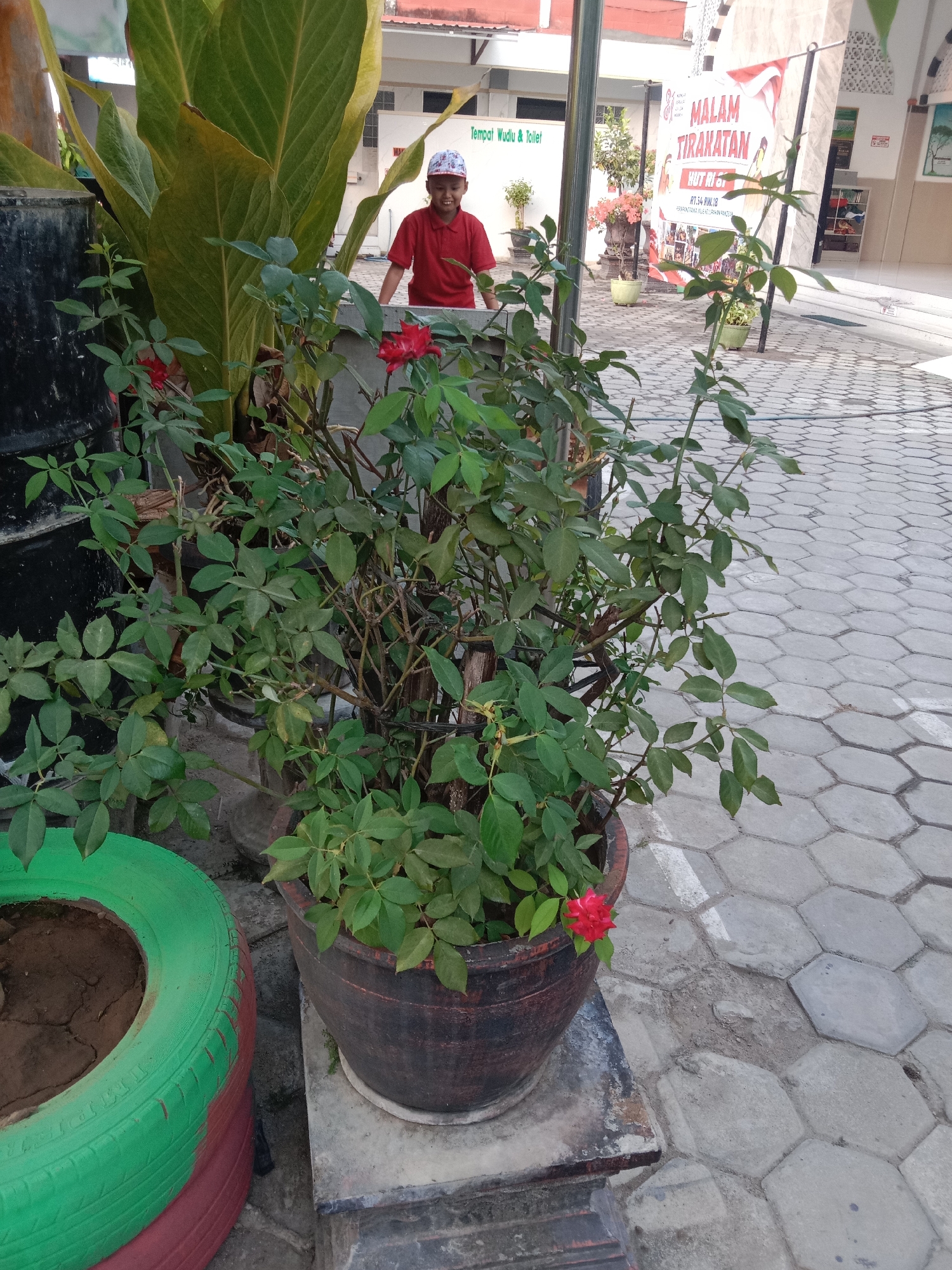 The image captures a child wearing a red shirt and a white and blue patterned cap, smiling and looking towards the viewer. The child is positioned behind a potted rose bush with red flowers and green leaves, which dominates the foreground. The rose bush is in a dark, weathered pot situated on a concrete platform. To the left of the rose bush, a tire planter, painted green and red, is visible. The background shows a paved area with hexagonal concrete tiles and a building with a red roof. A banner with Indonesian text, including "MALAM TIRAKATAN HUT RI 5", is hanging on a pole in the background. The scene appears to be outdoors, likely in a public area or school courtyard in Madiun, Indonesia, given the presence of the banner related to Indonesian Independence Day (HUT RI).