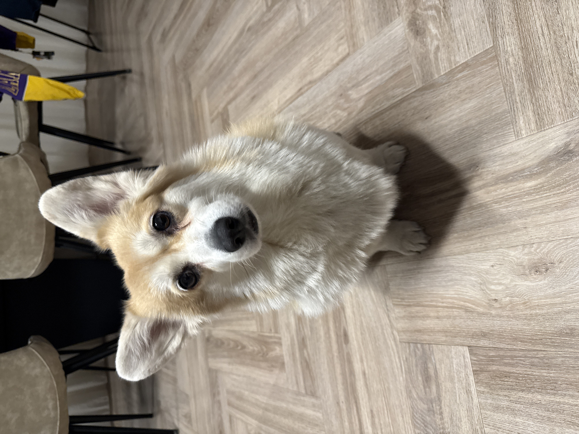 A corgi dog sits on a light-colored, wood-patterned floor. The dog is looking up at the camera. A chair and a yellow and purple item are visible in the background. The location is unknown and cannot be determined from this image.