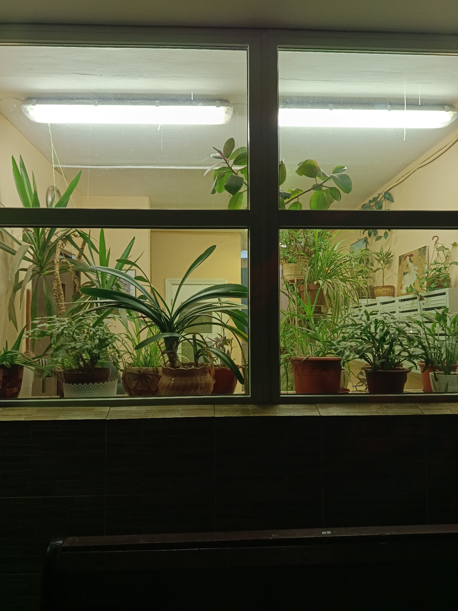 The image shows a window filled with potted plants, viewed from indoors. The plants are various types, including what appear to be yucca, clivia, and spider plants. Outside the window, two fluorescent lights illuminate an interior space with mailboxes and a painting on the wall. The window frame is dark, and the wall beneath the window is tiled in dark, textured squares. A dark bench is visible at the bottom of the frame. There is no clear indication that this is specifically in Moscow, Russia.