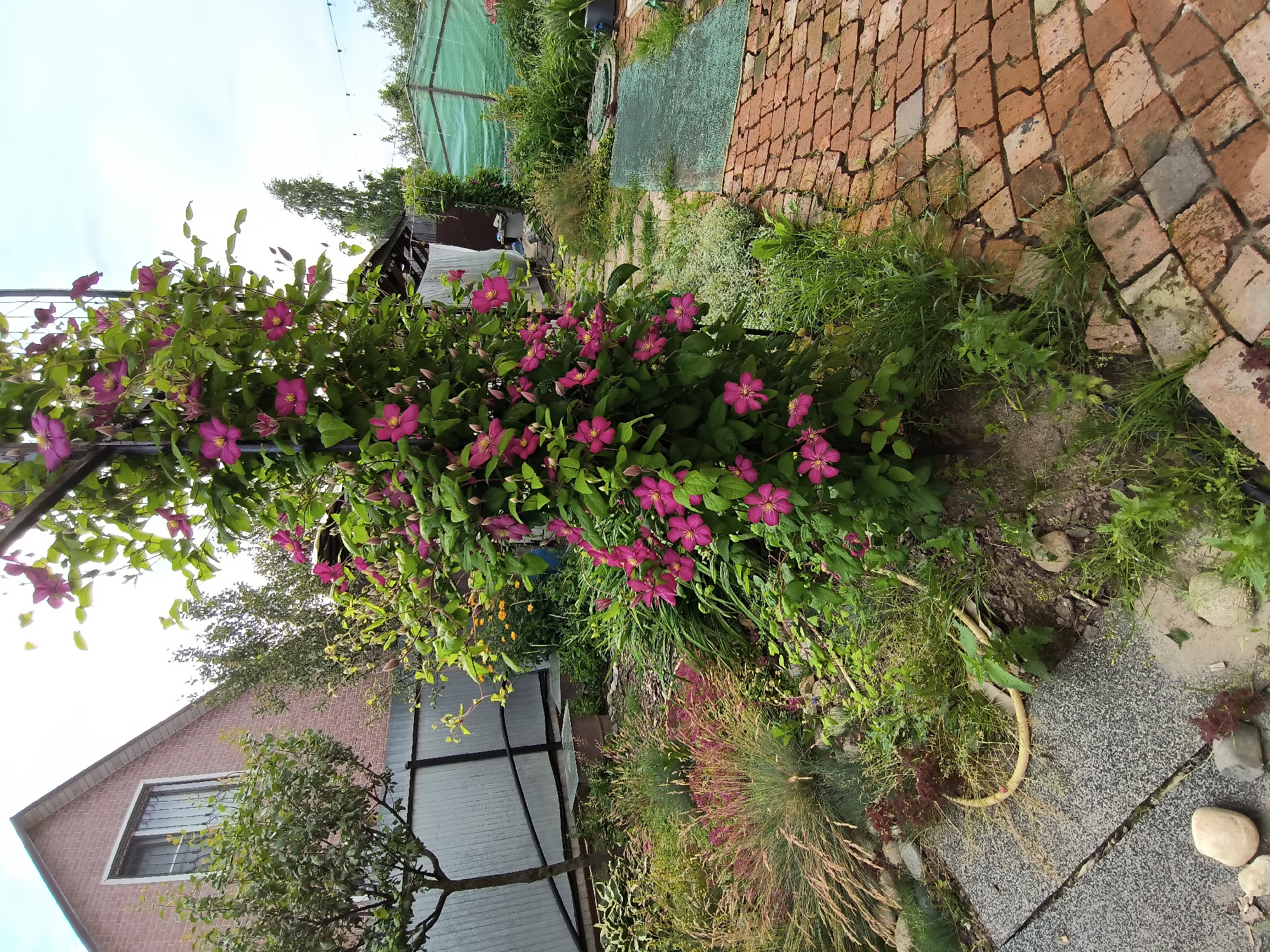 The image depicts a garden scene in the LMS Settlement, Russia. A large clematis vine with vibrant pink flowers is climbing on a metal trellis in the center of the frame. To the left, a house with a brick facade and a window with bars is visible. A fence separates the garden from the house. Various plants, including ornamental grasses and other flowering shrubs, are planted around the clematis. A pathway made of red bricks leads into the garden from the right. In the background, a greenhouse covered with green tarp and some trees can be seen. The ground is covered with a mix of gravel, grass, and soil, with scattered stones. The sky is overcast.