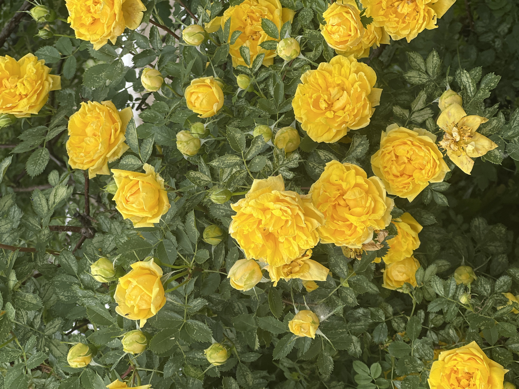 This media file presents a vibrant, close-up, top-down view of a dense bush covered in yellow roses, set in what appears to be a garden or natural outdoor environment, consistent with a location like Chaikovsky, Russia. The primary subjects are numerous yellow roses in various stages of bloom, from tight, round buds to fully open, multi-petaled flowers, and a few slightly past their prime. The roses exhibit a rich, warm yellow hue. They are interspersed with an abundance of dark green leaves, many of which show a distinctive speckled pattern, possibly due to natural markings or fine dust.
The scene depicts the natural activity of a rose bush in bloom. The lighting suggests it is daytime, with soft, natural illumination highlighting the texture of the petals and leaves without harsh shadows. Small details observable in the cropped images include a tiny ant crawling on a yellow petal and a small fly on another, underscoring the natural, open-air setting. No specific human activity is taking place. The overall impression conveyed is one of lush natural beauty and vitality. There is no visible text in the image.