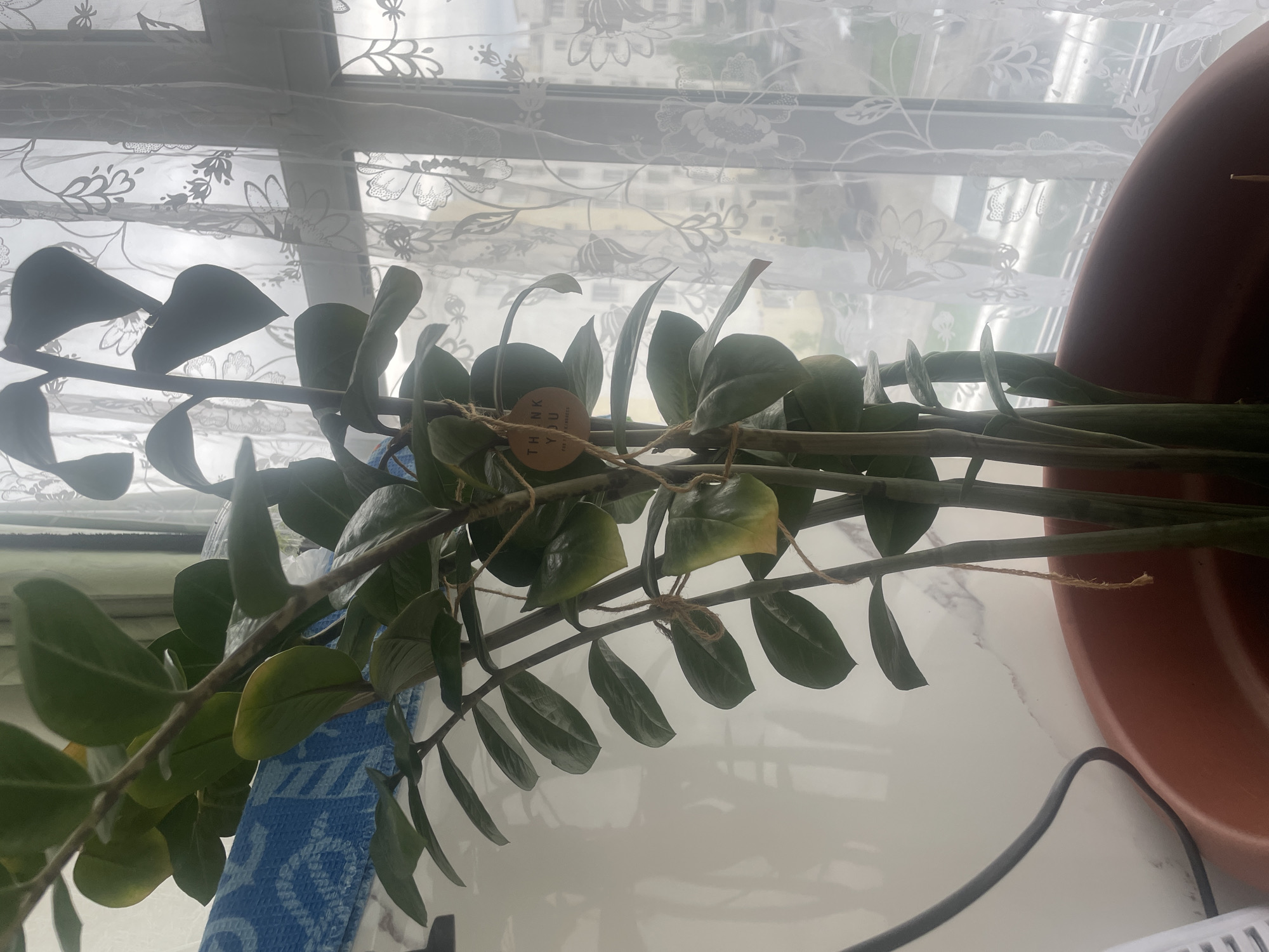 A ZZ plant in a terracotta pot sits on a white surface, partially draped with a blue and white patterned cloth. The plant's stems are tied together with twine. A "Thank You" tag hangs from one of the ties. The background features a window covered with a sheer, floral-patterned curtain. Outside the window, indistinct urban buildings can be seen. There's no indication of the location being Saratov, Russia, beyond the user's request.