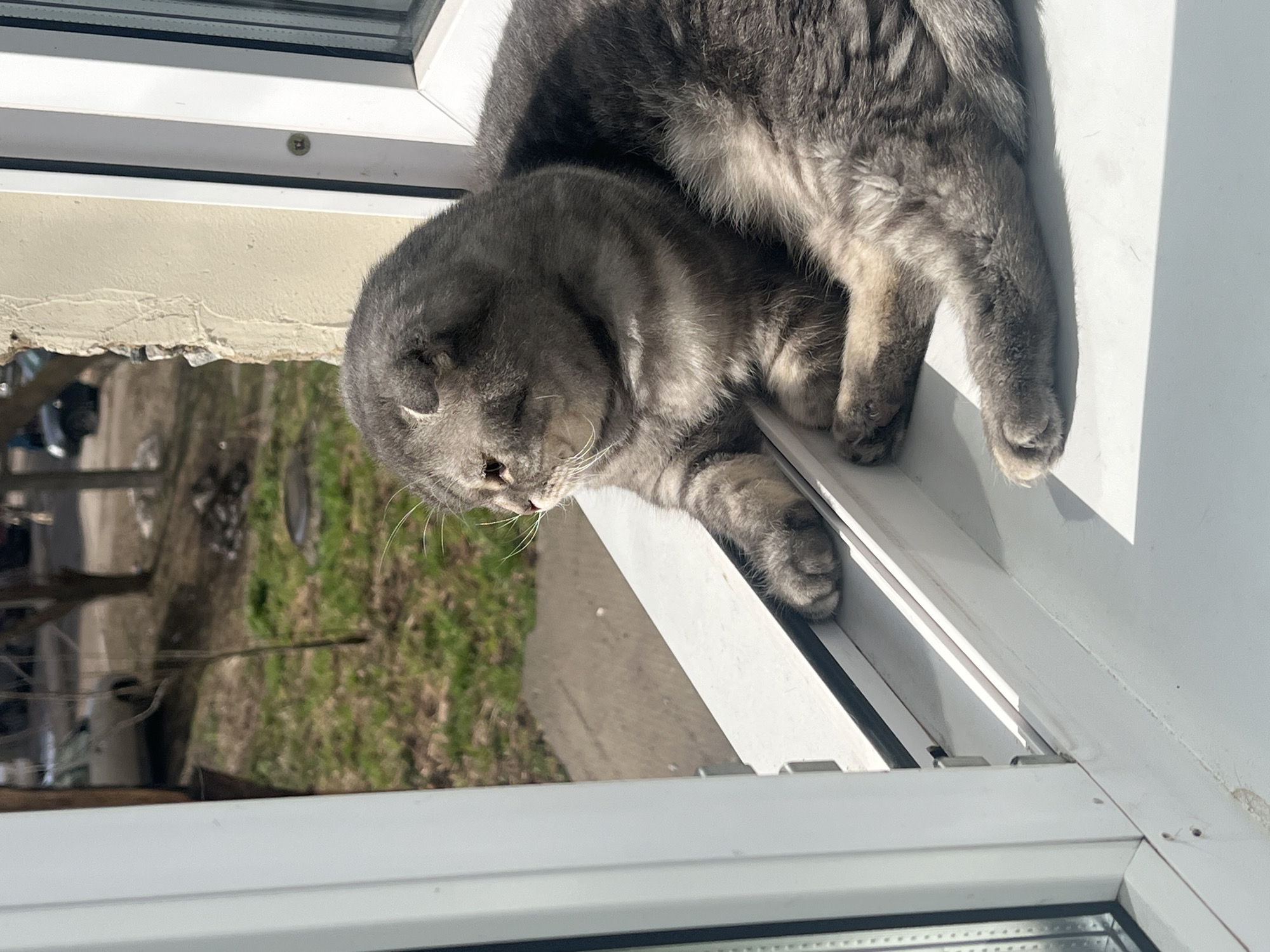 A gray cat lies on a white window frame. The cat's head is near the left side of the frame, and its body extends across the top of the frame. Outside the window, green grass is visible. The location cannot be verified as Votkinsk, Russia based on the image.