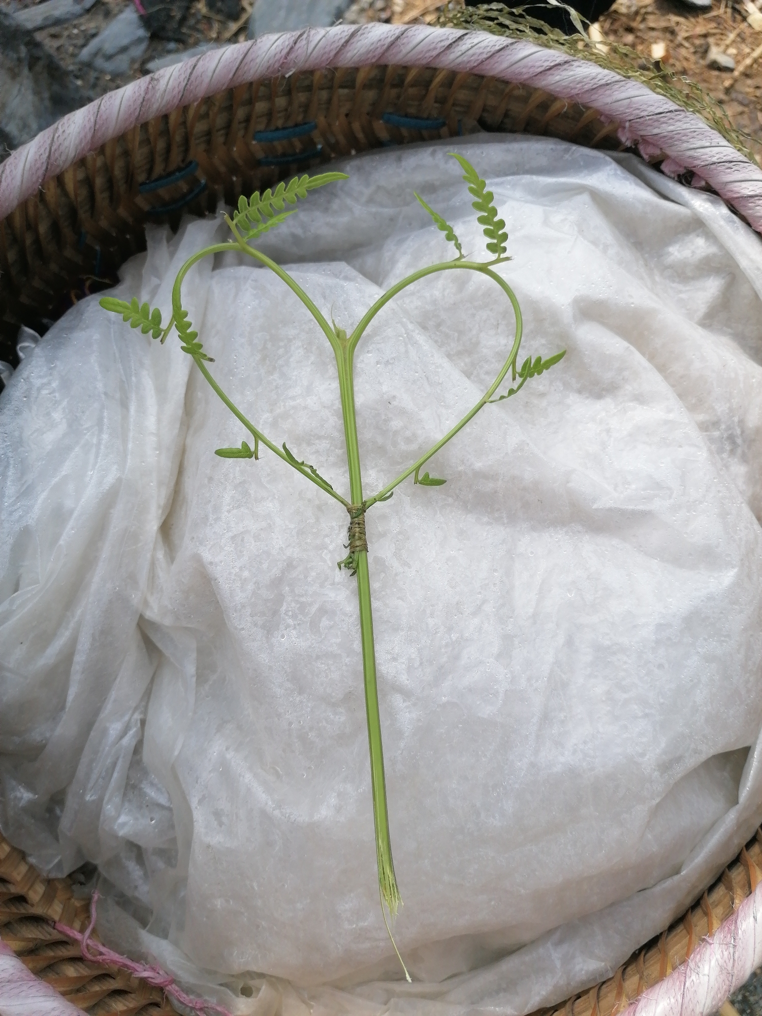 A basket is lined with a white plastic sheet and contains a green plant stem shaped into a heart. The scene is located in Sa Pa Ward, Vietnam. The basket is made of woven material and has a decorative braided rim. The plant stem is secured with twine at a central point.