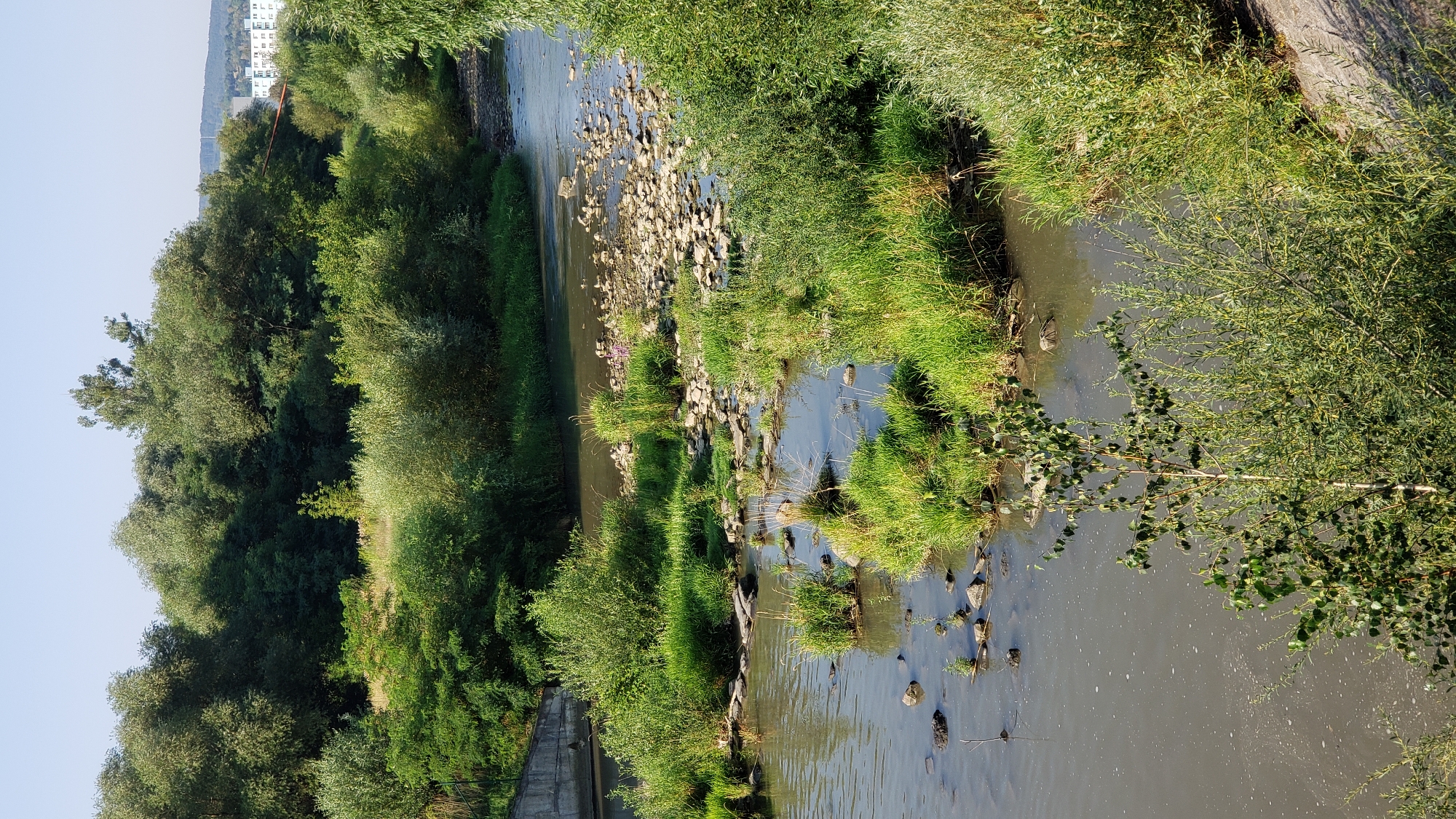 The image depicts a natural scene near a city. In the foreground, a body of water, likely a river, flows. The water appears somewhat murky and contains scattered rocks and patches of vegetation. The banks of the river are lined with dense green foliage, including trees and bushes. In the middle ground, several small islands or sandbars emerge from the water, covered in lush green grass and interspersed with rocks. The background is dominated by a thick forest that extends into the distance. On the far right of the image, a sliver of a city skyline is visible, with buildings peeking through the trees. The sky is a clear, pale blue, suggesting a daytime setting. The overall impression is one of a natural landscape coexisting with urban development. This scene is located near the Torysa river in Prešov, Slovakia.