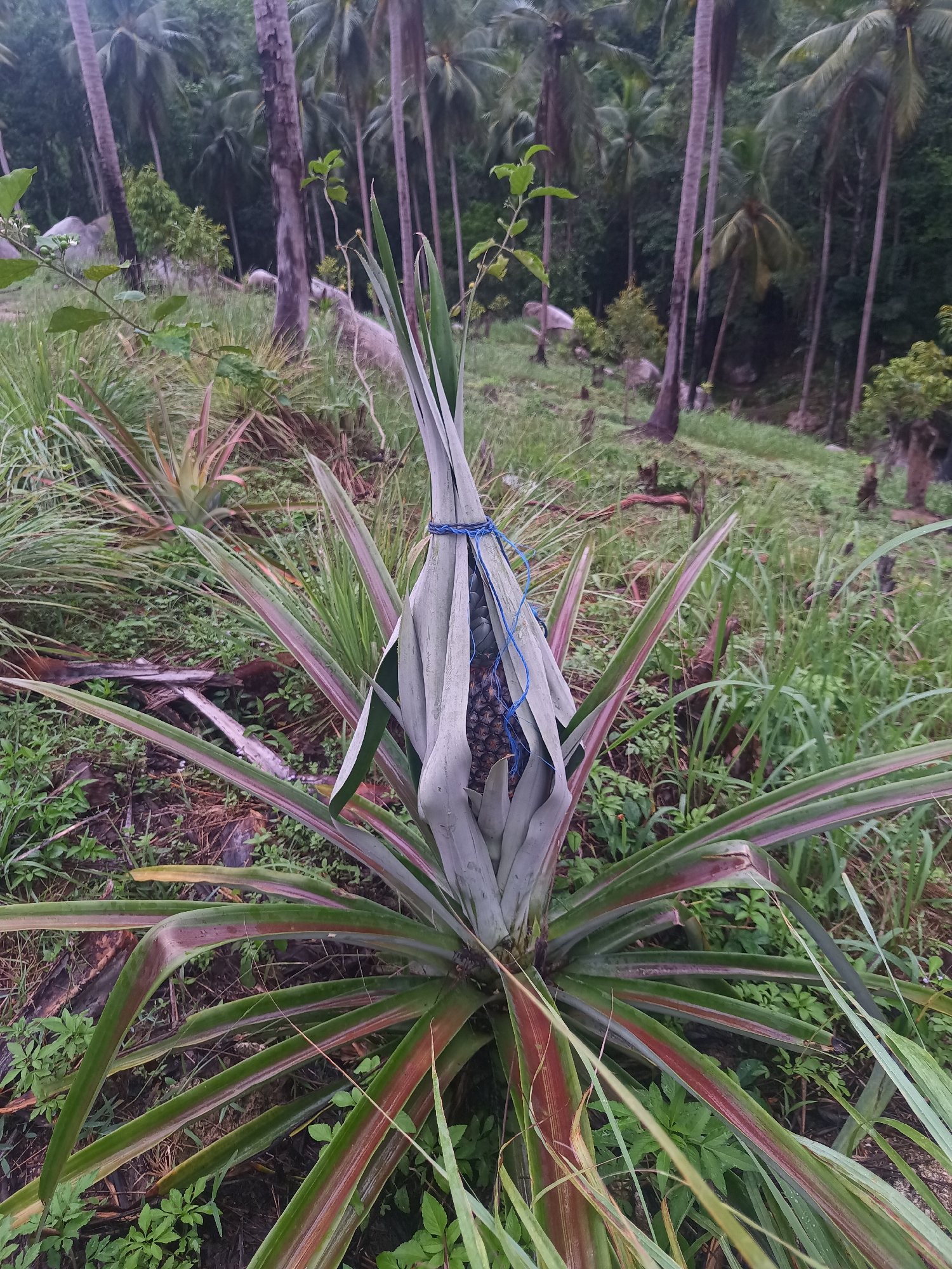 The image depicts a pineapple plant in Baan Thong Nang, Thailand. The pineapple fruit is wrapped with grey leaves, secured with a blue string. The plant is surrounded by grass and other vegetation. In the background, there are palm trees. The scene appears to be on a hillside or elevated area.