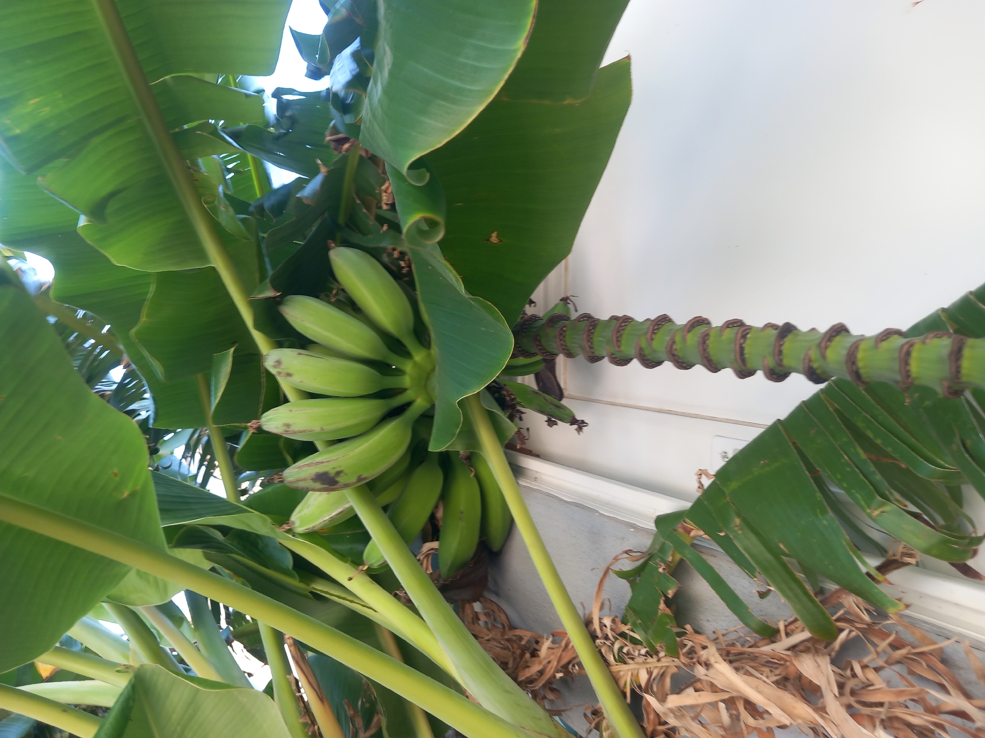 An up-close, low-angle shot captures a bunch of unripe, green bananas hanging from a banana tree. The bananas are clustered together, some showing slight brown spots. Large, vibrant green banana leaves surround the fruit, some unfurling at the edges. The textured, segmented stalk of the banana tree is visible extending downwards. In the background, a white building with a light grey base is partially visible. To the left, dry, brown banana leaves are scattered. The scene appears to be outdoors, possibly in a garden or yard, and is located in Kos, Greece.