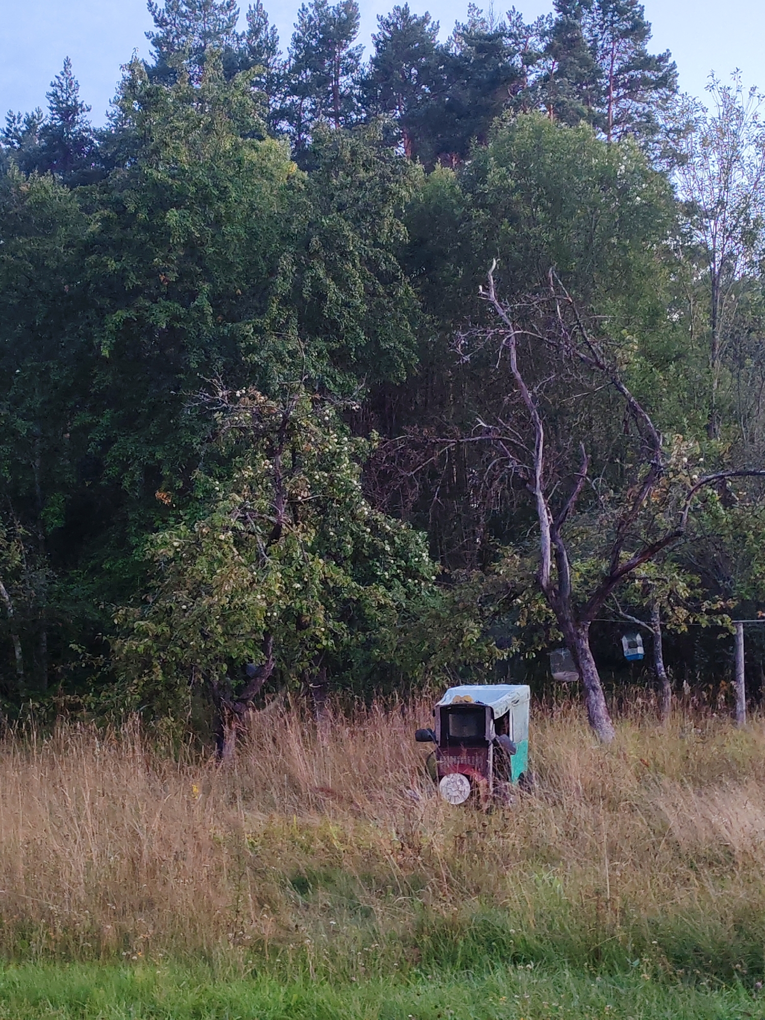 In a rural setting in Teshevichi, Russia, a small, three-wheeled vehicle, painted in red and teal, is parked amidst tall, dry grass. The vehicle appears to be in a state of disrepair or is perhaps a novelty item. Behind the vehicle, a dense forest of various trees creates a natural backdrop, with some trees showing signs of age and dryness, including bare branches. The sky above is a muted, overcast blue. The overall scene suggests a quiet, possibly abandoned, outdoor space in a natural environment.