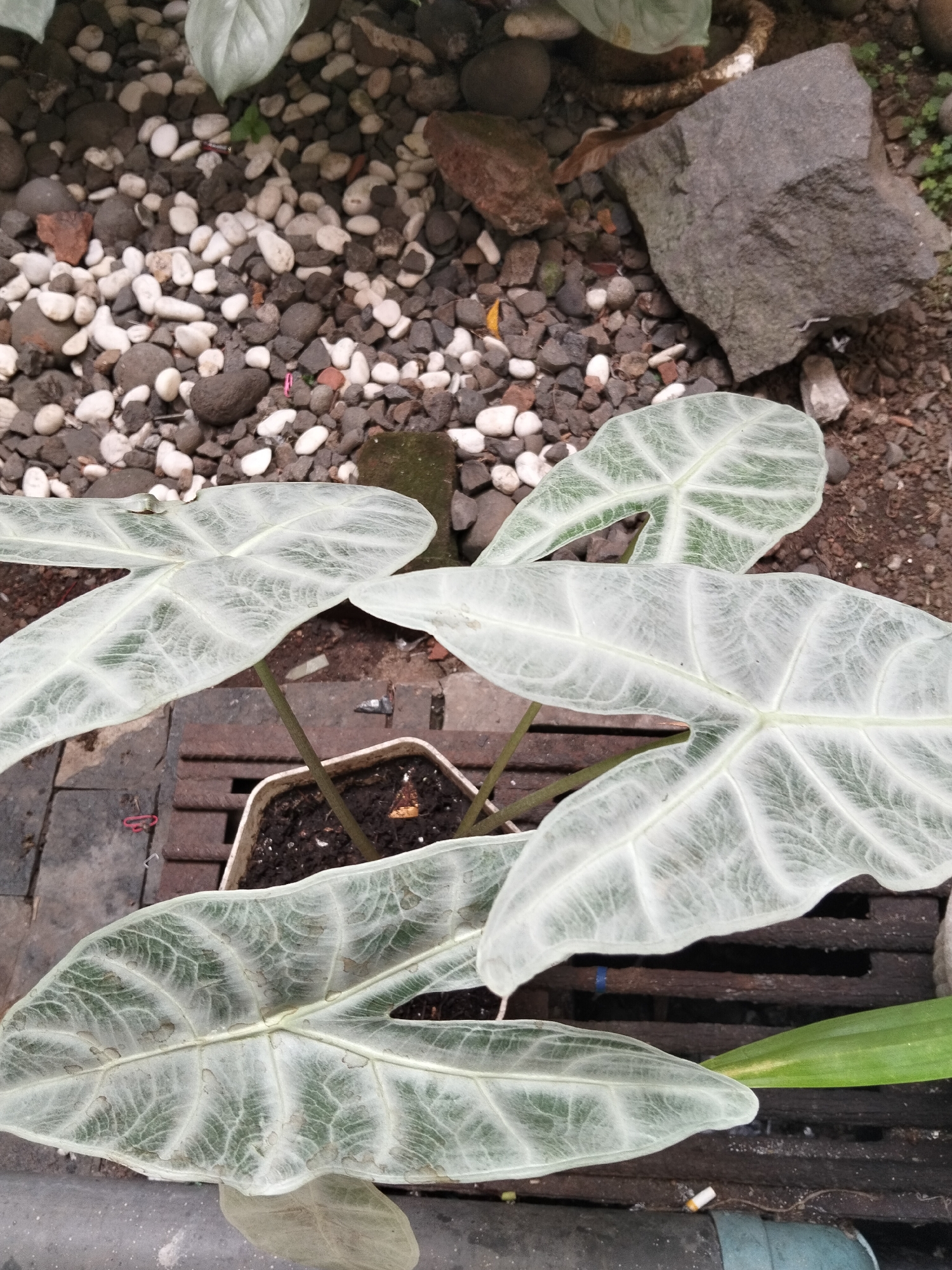 A close-up, overhead view captures several large, pale green alocasia leaves with prominent, darker green venation. The leaves are arranged in a staggered pattern, with some overlapping. The plants are growing in a white plastic pot filled with dark soil. This pot is situated on a dark, slatted surface that appears to be made of wood or metal, possibly a grate or a part of a planter box.
The background of the image is a mix of rough textures. To the left, a layer of small, smooth pebbles in shades of white, gray, and brown covers the ground. Interspersed among the pebbles are larger, darker, irregularly shaped stones. A larger, dark gray, angular rock sits prominently to the upper right of the frame. The overall environment suggests an outdoor setting, possibly a garden or a courtyard. The lighting is overcast, creating soft shadows. In the foreground, part of a dark gray cylindrical object, possibly a pipe or a planter, is visible. There are also hints of red and blue, likely from small pieces of plastic or string. No people or animals are visible in the image. The location is identified as Banjar, Indonesia.