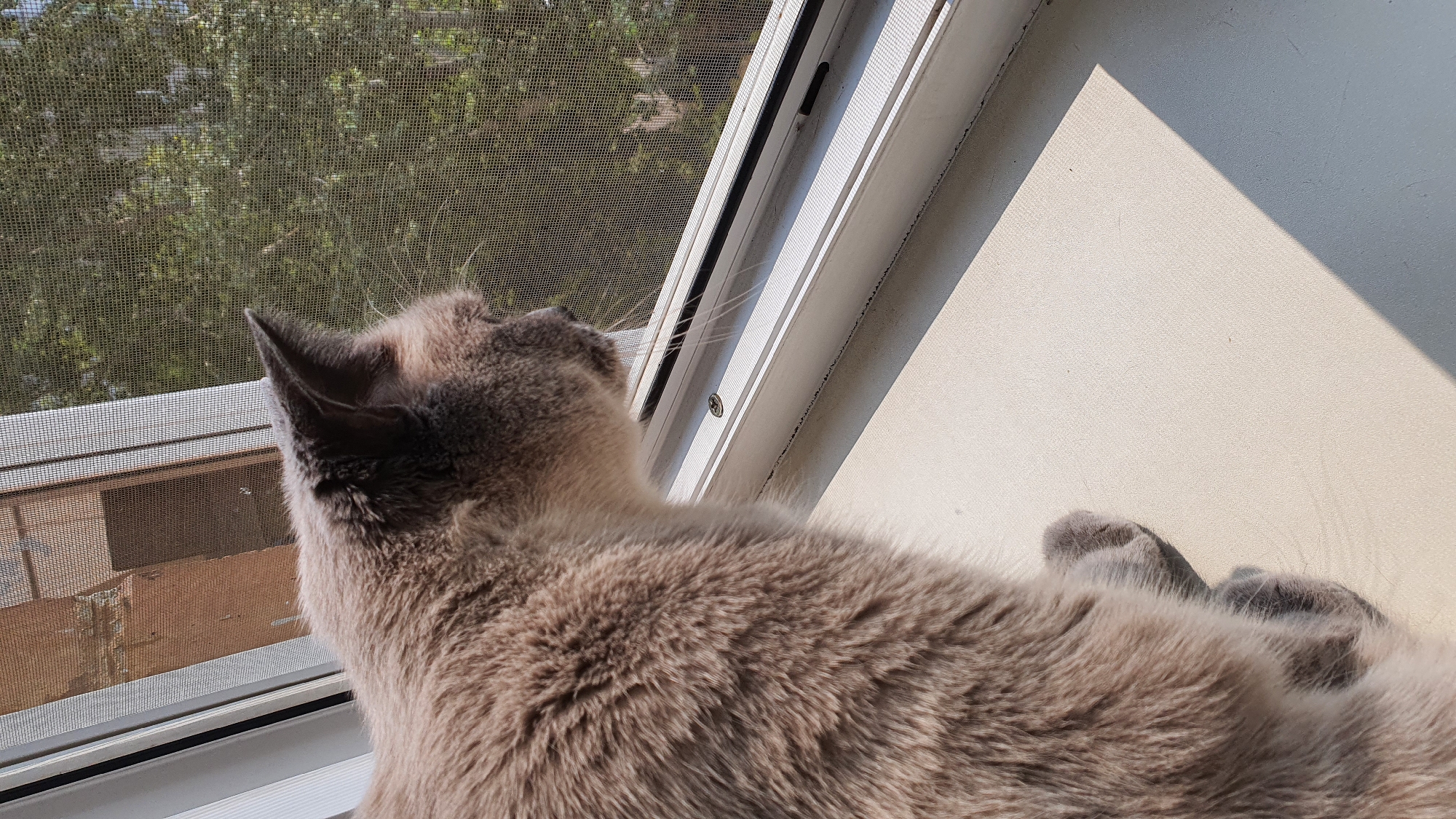A grey cat with fluffy fur is perched on a white windowsill, looking out through a window screen at trees and buildings. The sun casts a shadow on the windowsill, suggesting it is daytime. There is no indication of the location in Krasnoyarsk, Russia.