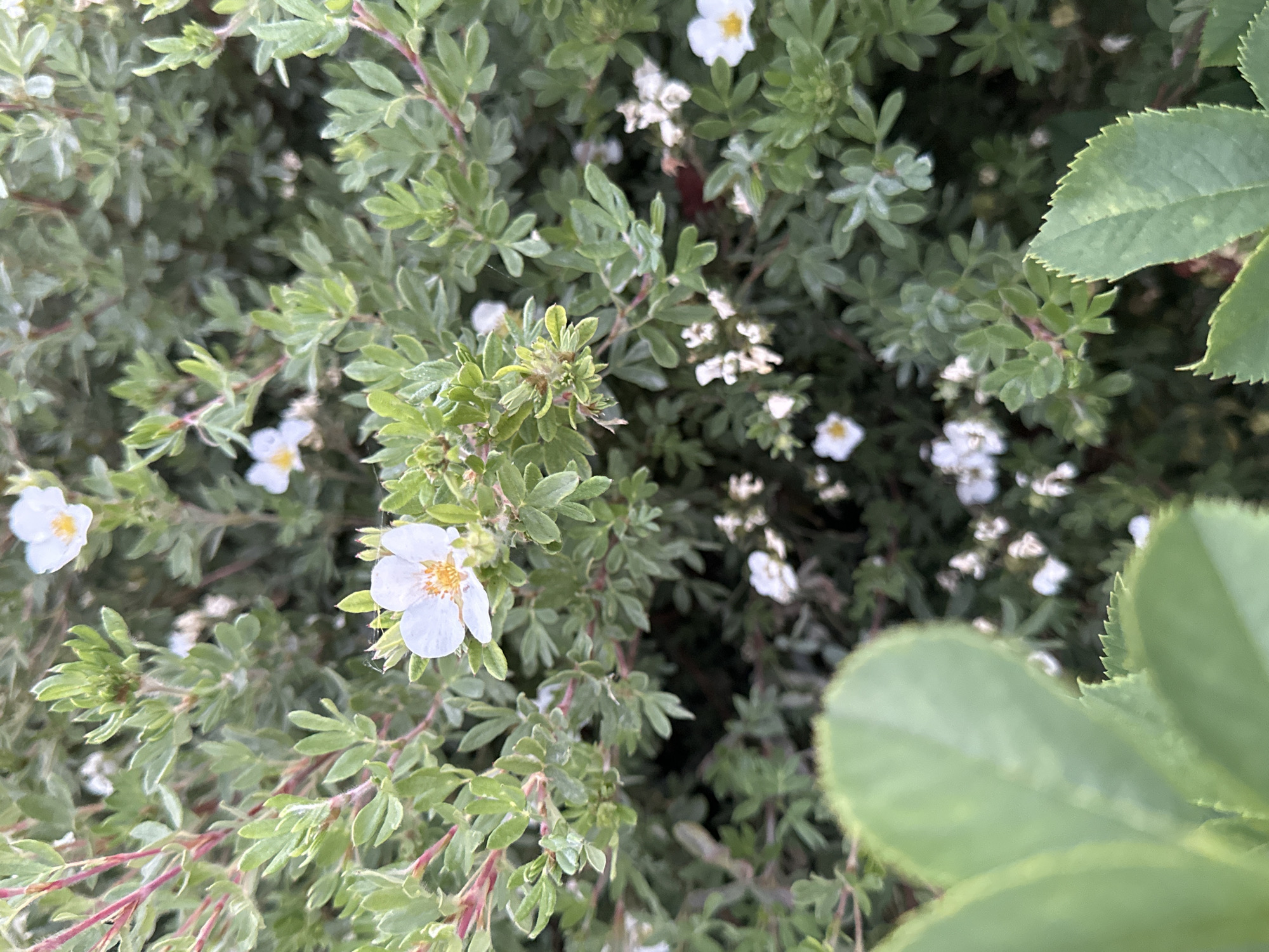 The image displays a close-up view of a shrub with small white flowers and green leaves, set against a blurred background of more foliage. The shrub has slender stems with a reddish hue. Several white flowers are visible, each with five petals and a yellow center. Some of the flowers are in full bloom, while others are in bud or have already faded. The leaves are compound, with multiple small leaflets arranged along the stem. The overall impression is one of natural growth in an outdoor environment. The image was captured in Krefeld, Germany, specifically in the botanical garden of Krefeld. The lighting suggests it was taken during daylight hours, with soft, diffused light illuminating the plant. There are no people or animals visible in the frame. The scene is static, focusing solely on the botanical subject.