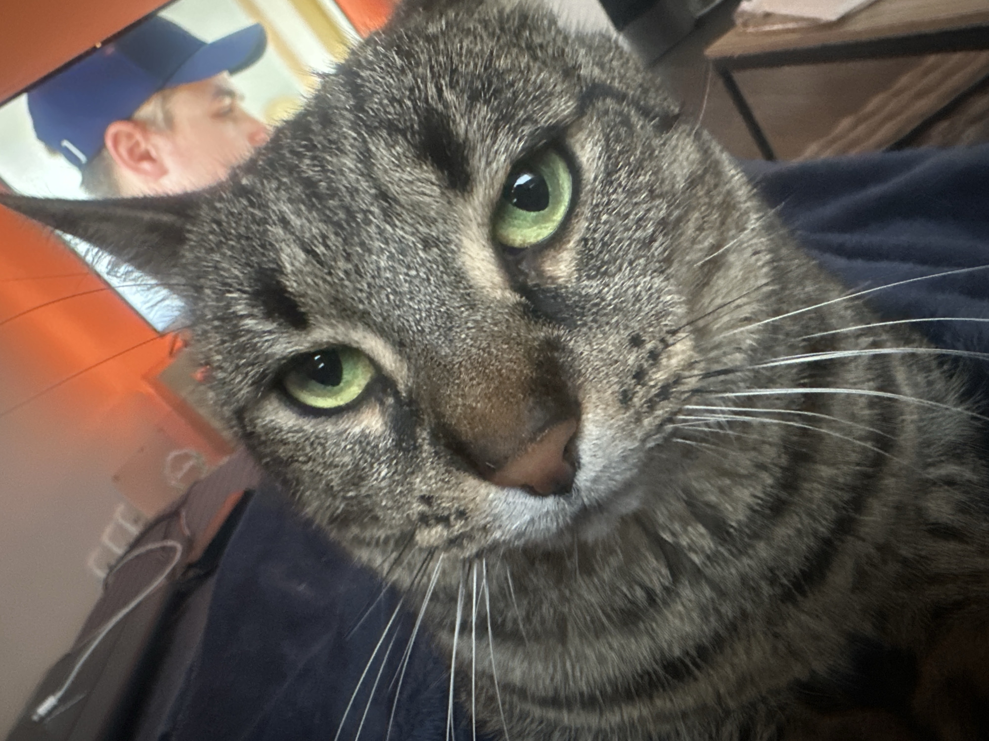 A close-up image depicts the face of a brown tabby cat with green eyes, prominent whiskers, and a pink nose. The cat is resting on a dark blue blanket. Behind the cat, partially visible, is a person wearing a blue baseball cap, and other background elements including furniture. There is no information provided which indicates the image was taken in Châtenay-Malabry, France.