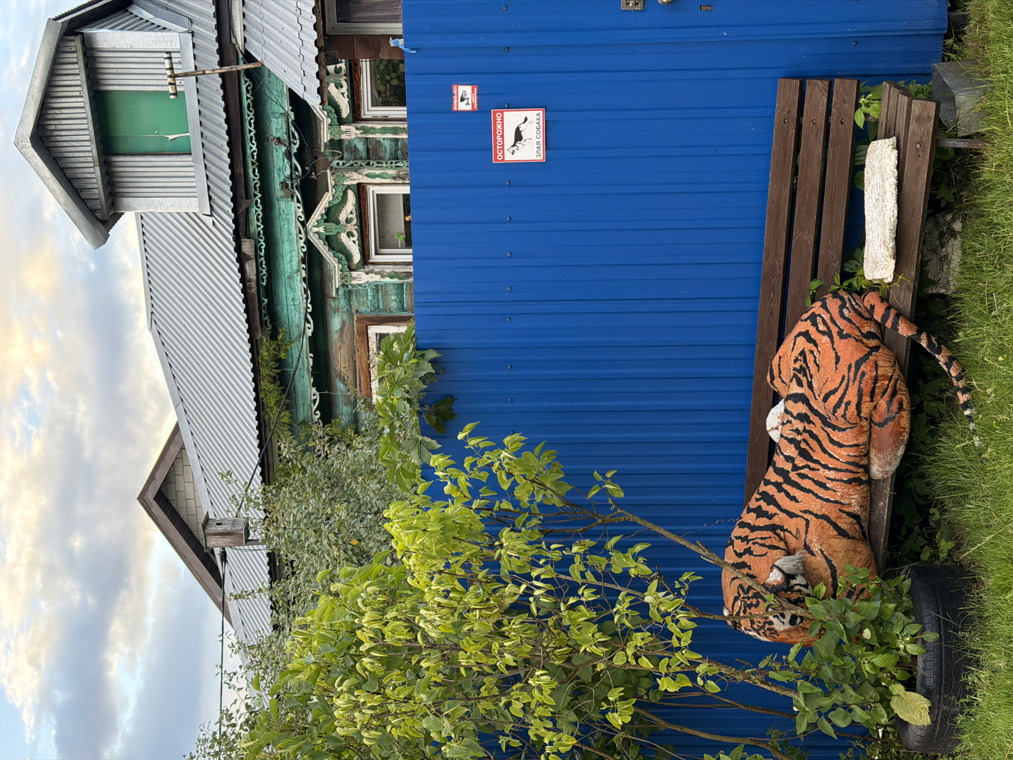 A stuffed tiger is sitting on a wooden bench against a blue corrugated metal wall. The tiger is orange with black stripes, and its tail is visible on the right side of the frame. The bench is made of dark brown wood and has some white stones placed on it. Next to the bench is a stack of tires, with the top one partially visible.
Behind the bench, the blue wall has two signs. The top sign is small and red with a white symbol. The bottom sign is larger and rectangular with a white background. It shows a black silhouette of a dog with sharp teeth, and red text above and below it. The red text on the left reads "ОСТОРОЖНО" and the text on the right reads "ЗЛАЯ СОБАКА."
To the left of the blue wall is a traditional Russian wooden house with carved wooden decorations. The house has several windows and a metal roof. Some greenery, including bushes and trees with vibrant green leaves, grows in front of the house and around the bench. The sky is visible in the upper left corner, with fluffy white clouds against a pale blue background, suggesting it is daytime. The overall scene appears to be outdoors, possibly in a rural or suburban setting in Russia, given the architectural style of the house and the presence of the "Beware of Dog" sign in Russian. There is no activity taking place; the scene is a still image.