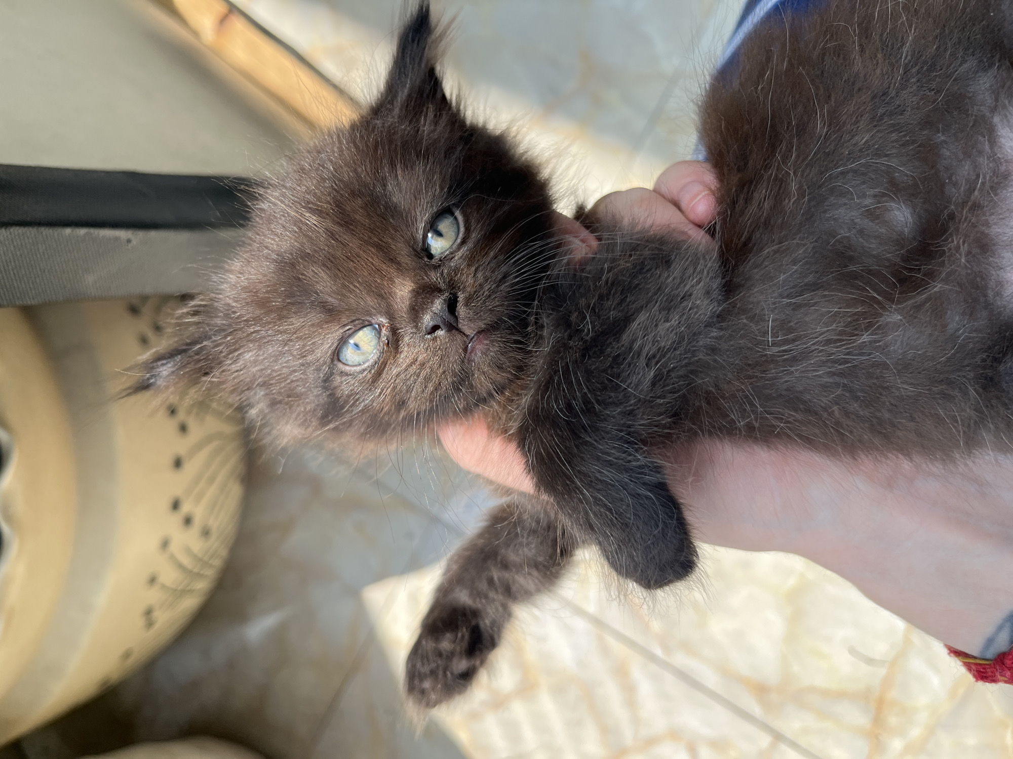 A close-up shot shows a fluffy, dark brown kitten being held in a person's hand. The kitten's eyes are open and appear to be a striking light blue-green color. The background is out of focus, but appears to be an indoor setting with tiled flooring and sunlight casting shadows. The kitten's paws are visible, and its fur is soft and somewhat messy, giving it a youthful appearance. The person's hand is gently cradling the kitten. There is no indication of the location being in Delhi, India.
