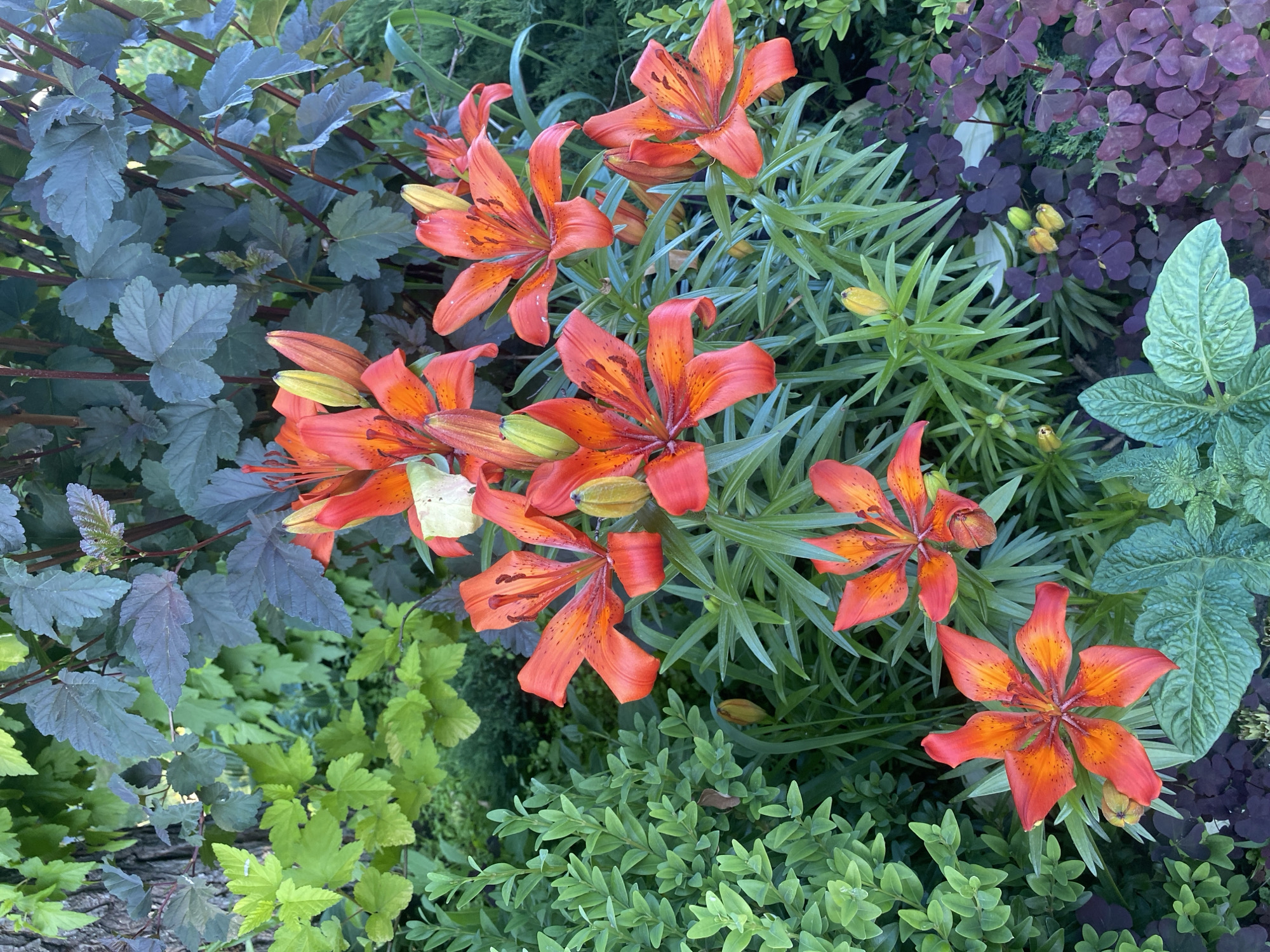 In a garden setting, likely in Volzhsk, Russia, a cluster of vibrant orange lilies with dark speckles dominates the foreground. The lilies, some in full bloom and others as buds, are surrounded by lush green foliage of various textures and shades. To the left, a dense, finely leaved green bush provides a contrasting, softer texture. Behind the lilies, taller plants with broad, deep purple-green leaves and dark stems rise, creating a layered backdrop. In the lower right, a ground cover of small, dark purple clover-like leaves adds another layer of color and texture to the dense garden composition. The overall scene depicts a healthy, well-maintained garden with a variety of plants in bloom. No people or animals are visible.