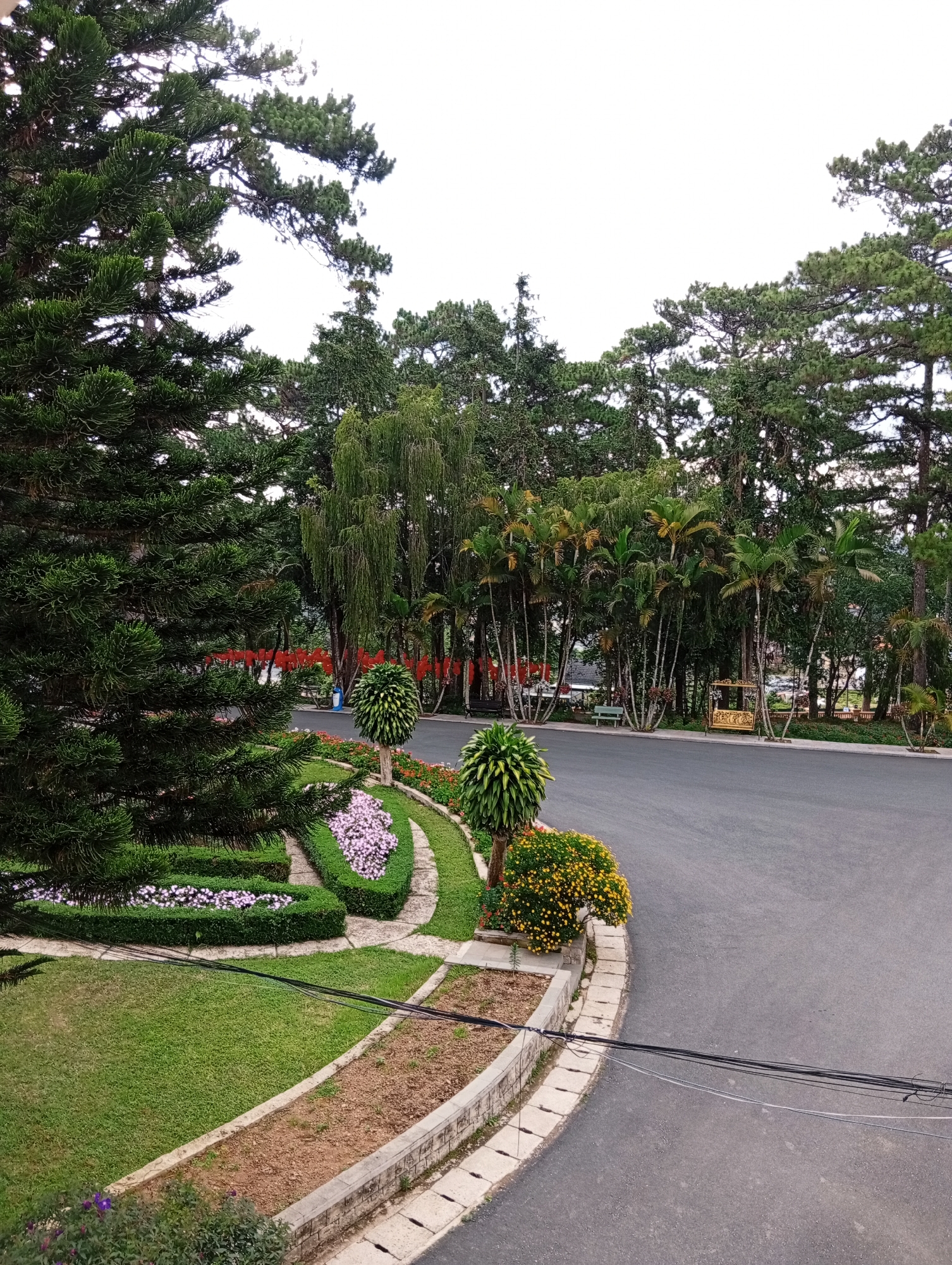 The image shows a paved road that curves in a park or garden setting, potentially within the city of Da Lat, Vietnam. The road is flanked by landscaped areas with manicured hedges, flowering plants, and ornamental trees. In the background, there's a line of taller trees, including palm trees, against a light sky. Red decorations hang among the background trees. Electrical wires cut across the foreground. No people are visible.