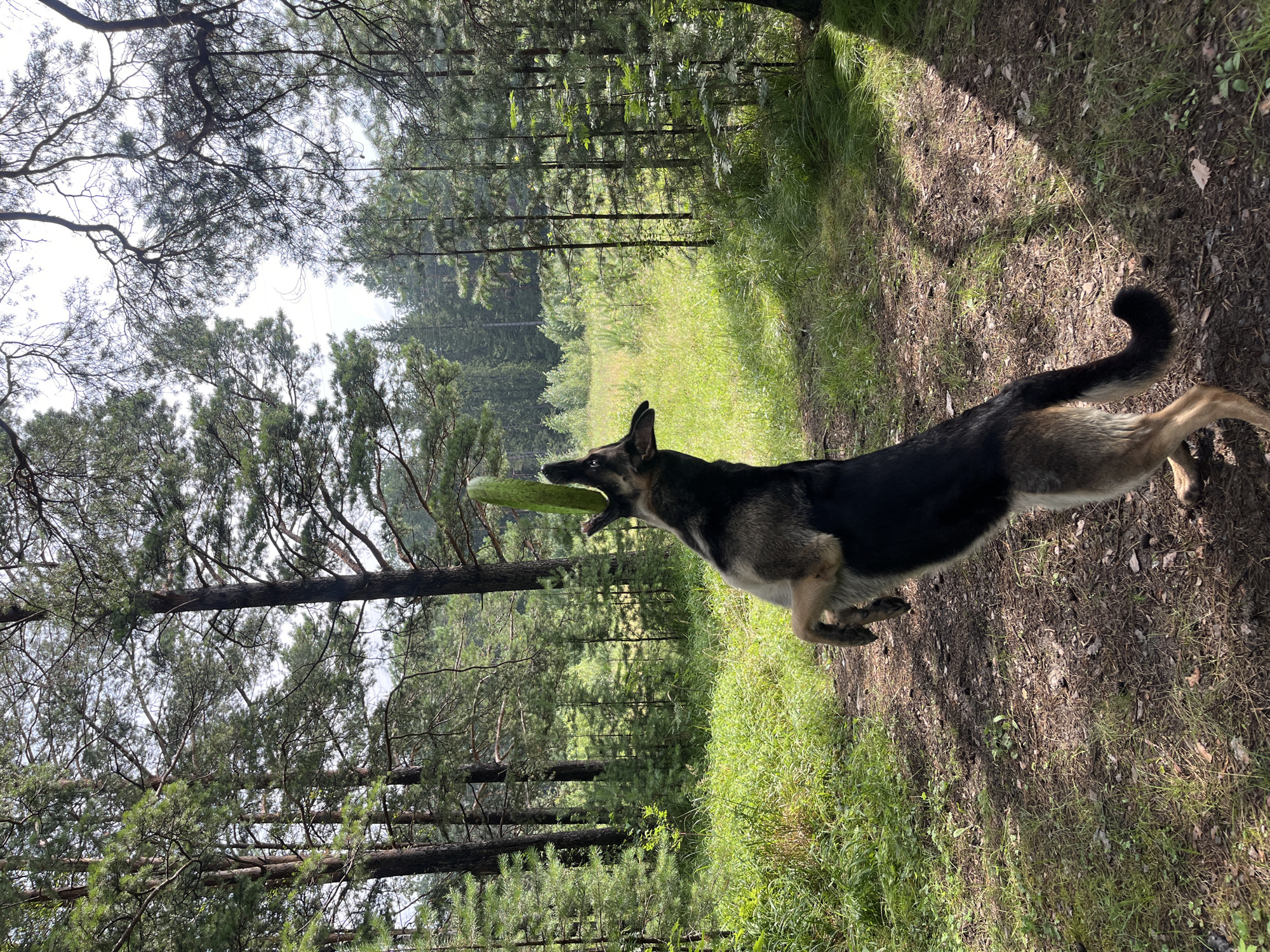 A German Shepherd dog is captured mid-air, with its front paws extended and mouth open, attempting to catch a green, elongated object, possibly a cucumber, in a forest clearing. The dog is positioned on the right side of the frame, facing upwards and towards the object. The environment is a forest with tall pine trees and dense undergrowth of grass and small plants. The ground is covered with a mix of dirt, pine needles, and patches of grass. The lighting suggests it is daytime with dappled sunlight filtering through the trees. The specific location of Nizhny Tagil, Russia, cannot be determined from the visual information provided in the image.